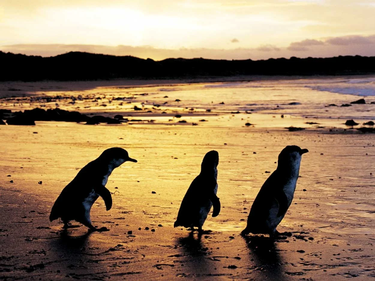 Phillip-Island_VisitVictoria-(2).jpg