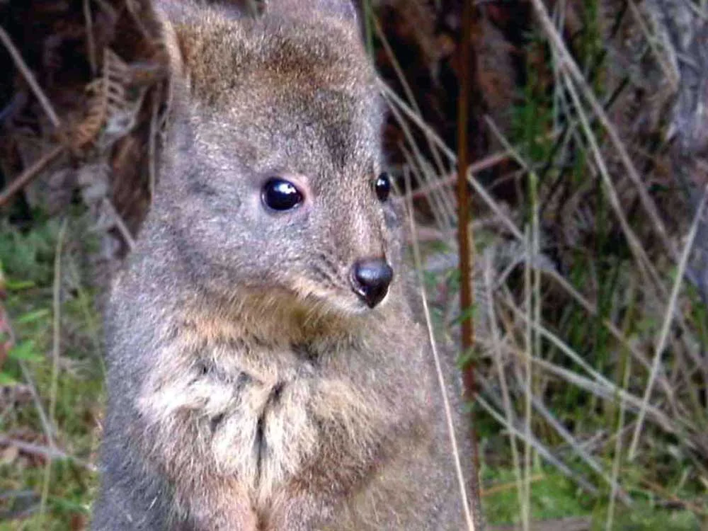 wallaby-A4-300dpi.jpg