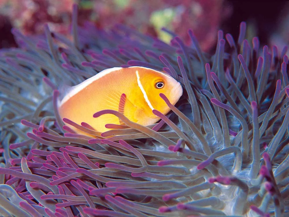 Rowley-Shoals_WA_Tourism-WA-(17).jpg