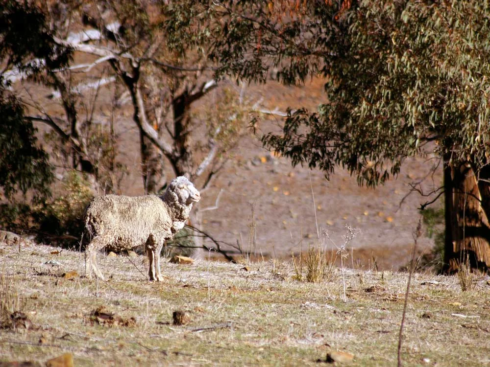 Rural_Landscape_Sheep.jpg