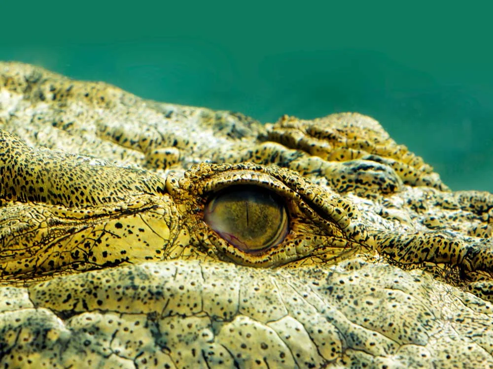 Land Of Croc Publishing Bychelle