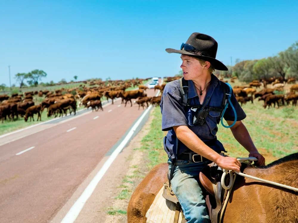 cattle-droving-Longreach-credit-TEQ.jpg