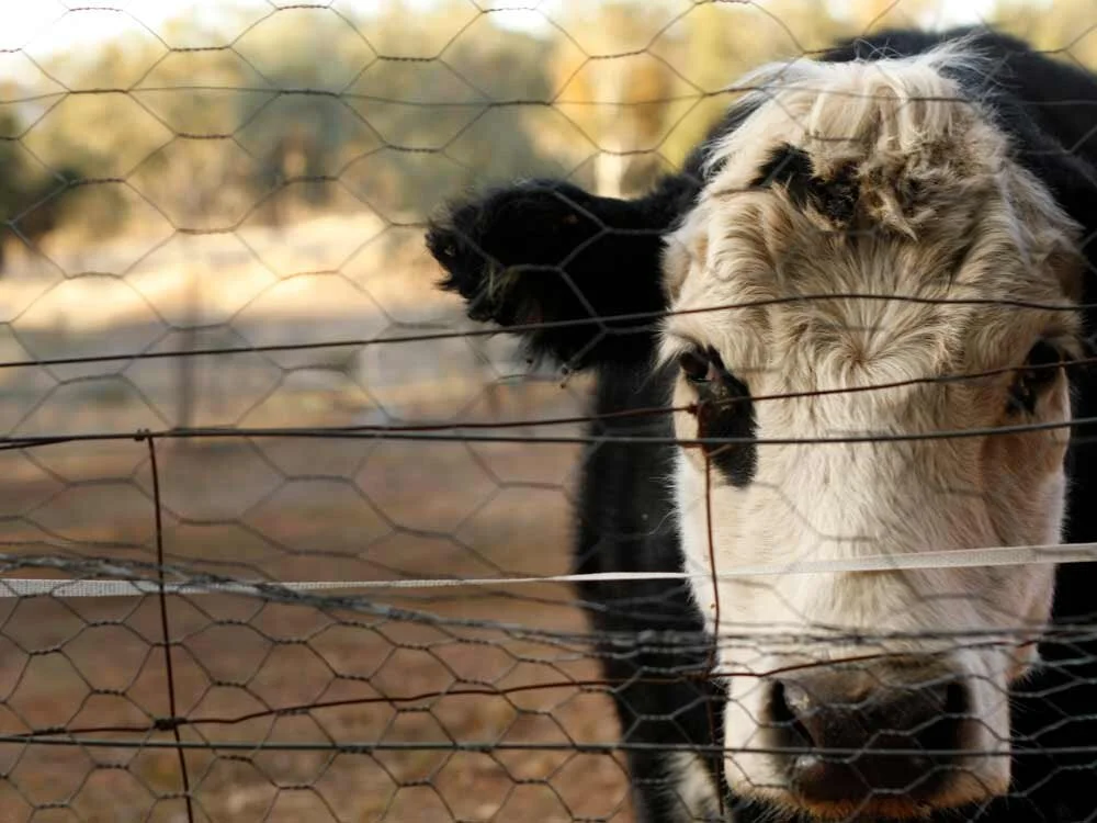 Cow_Drought.jpg