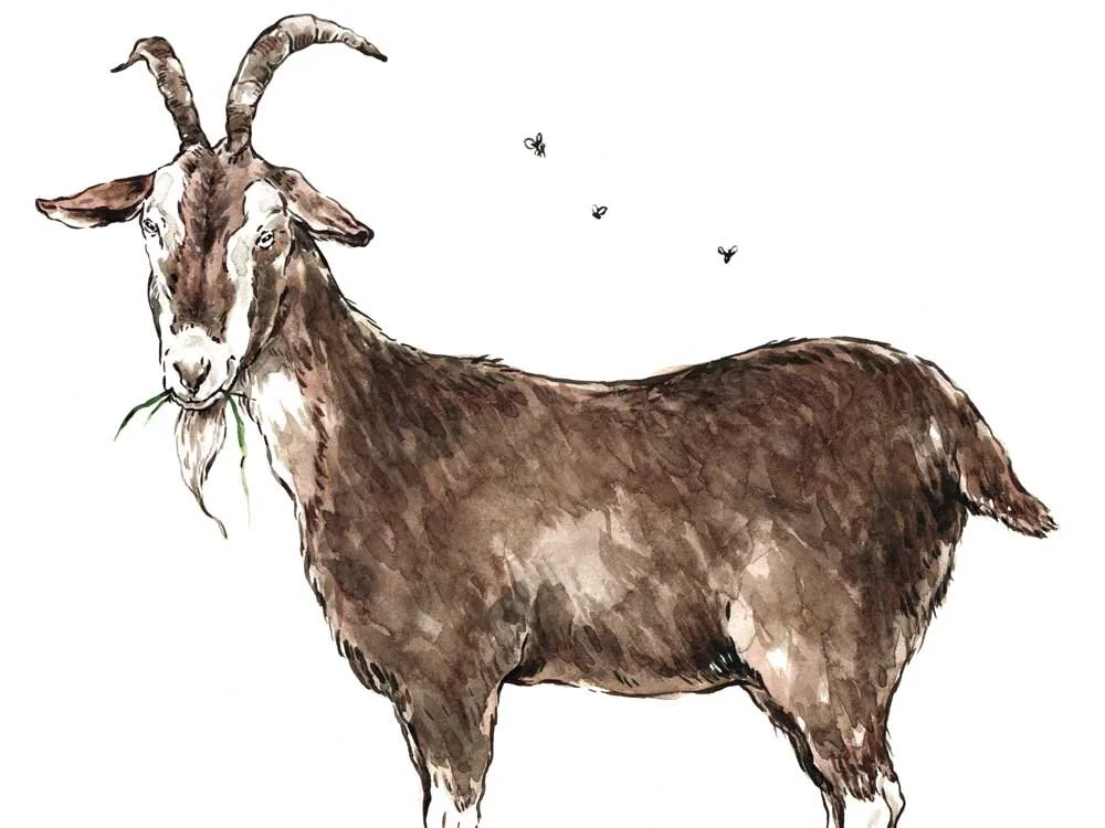 Smelly_Goat.jpg