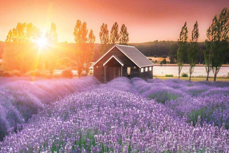 Image: Lavender fields at Sault | Photo: By Jarrod Andrews