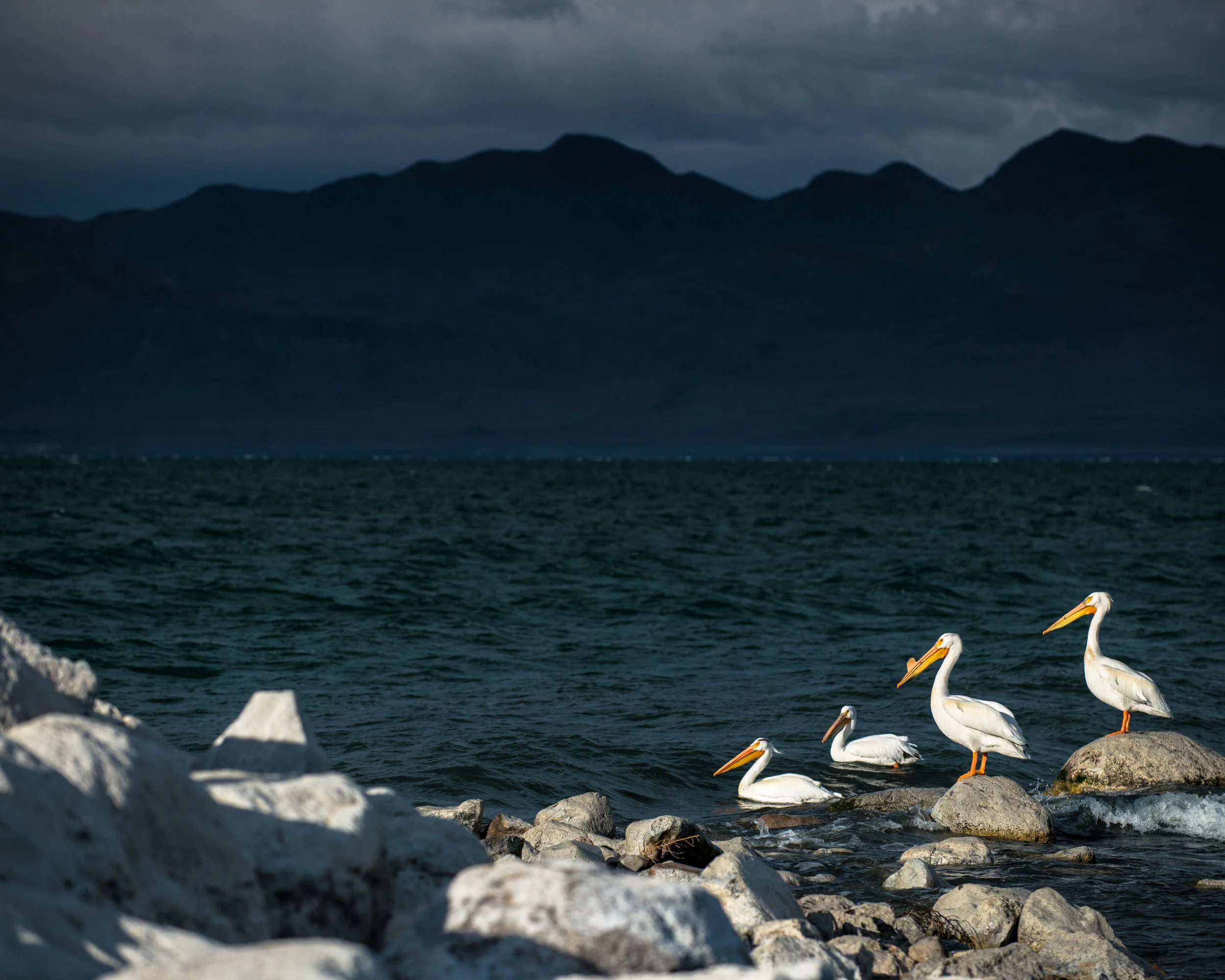 ChrisHolloman_PyramidPelicans_PrintReady-4599.jpg