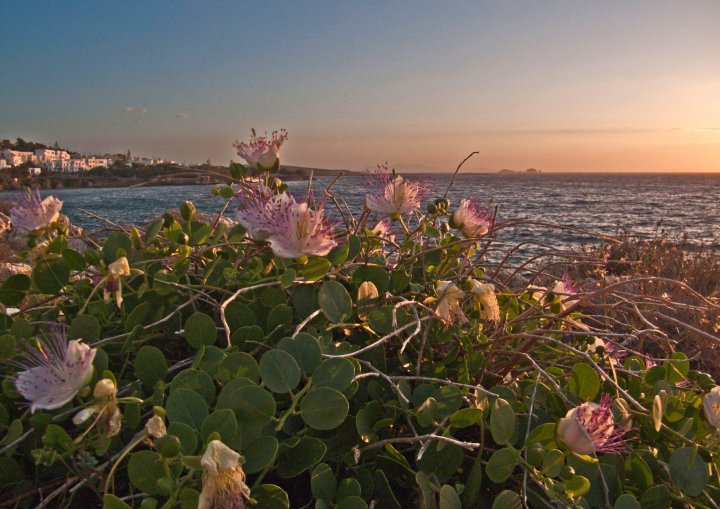 Capers flowering on the island of Paros.