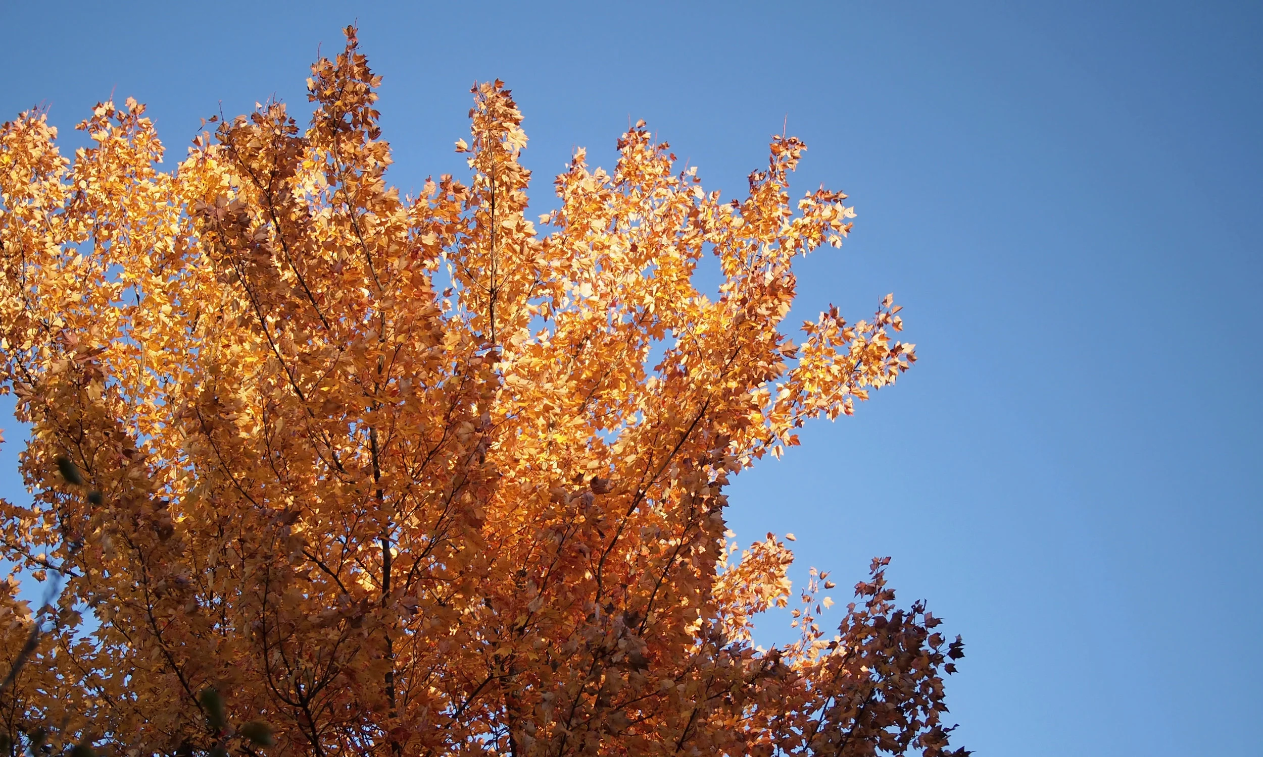 Trees1.jpg