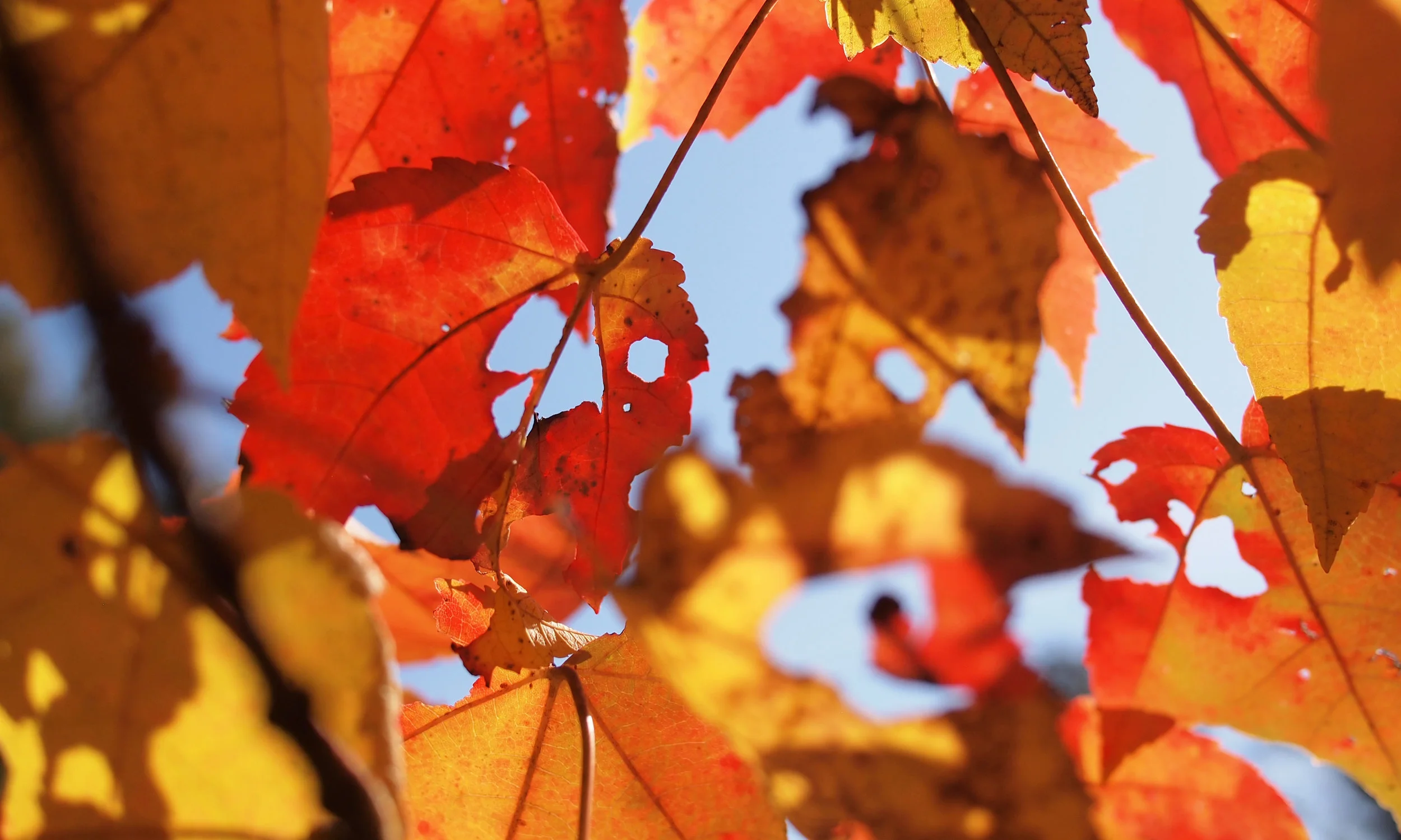 Leaves.jpg