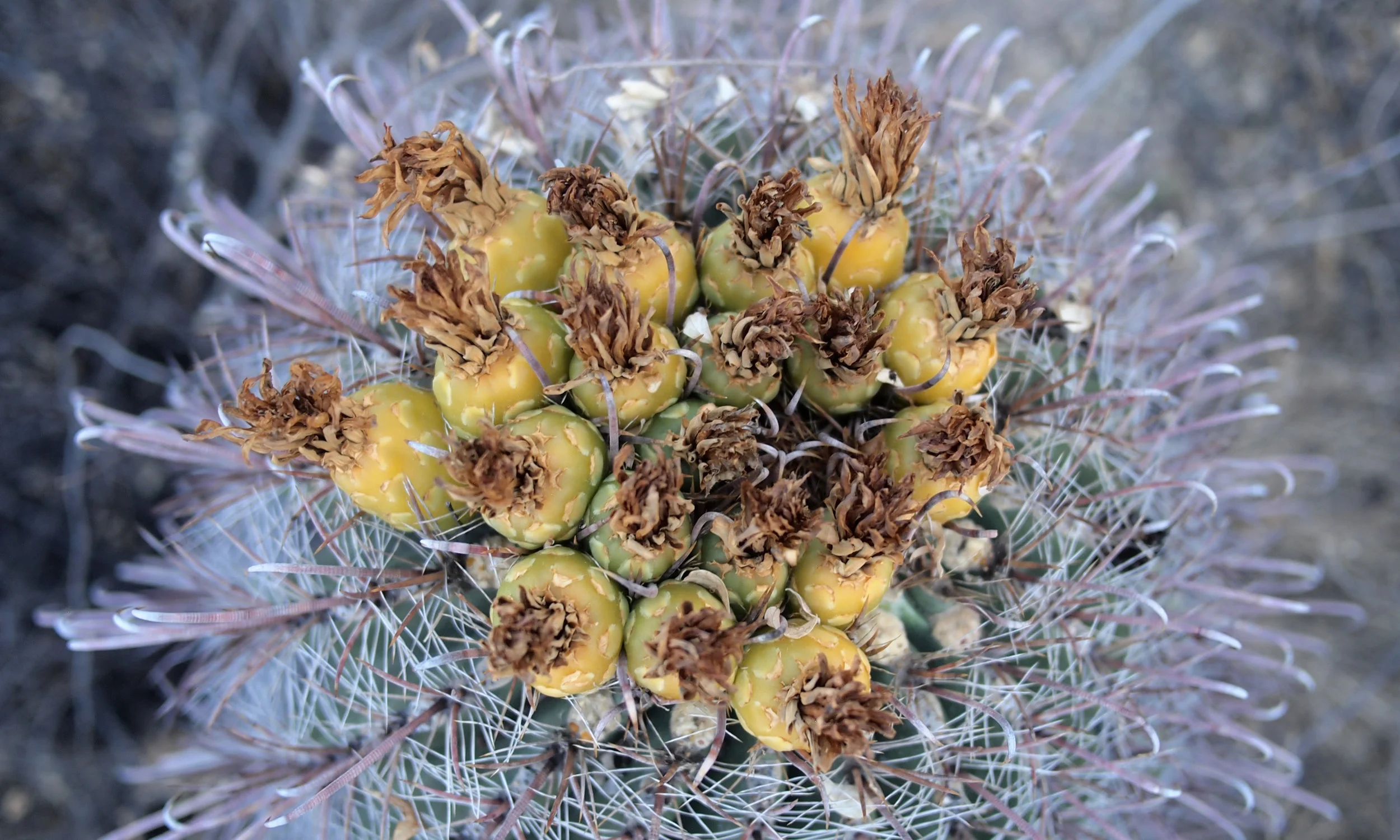 cactus.jpg