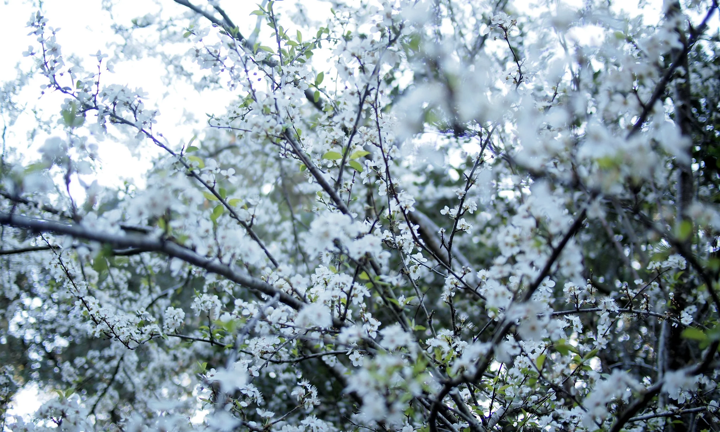 Blossom.jpg