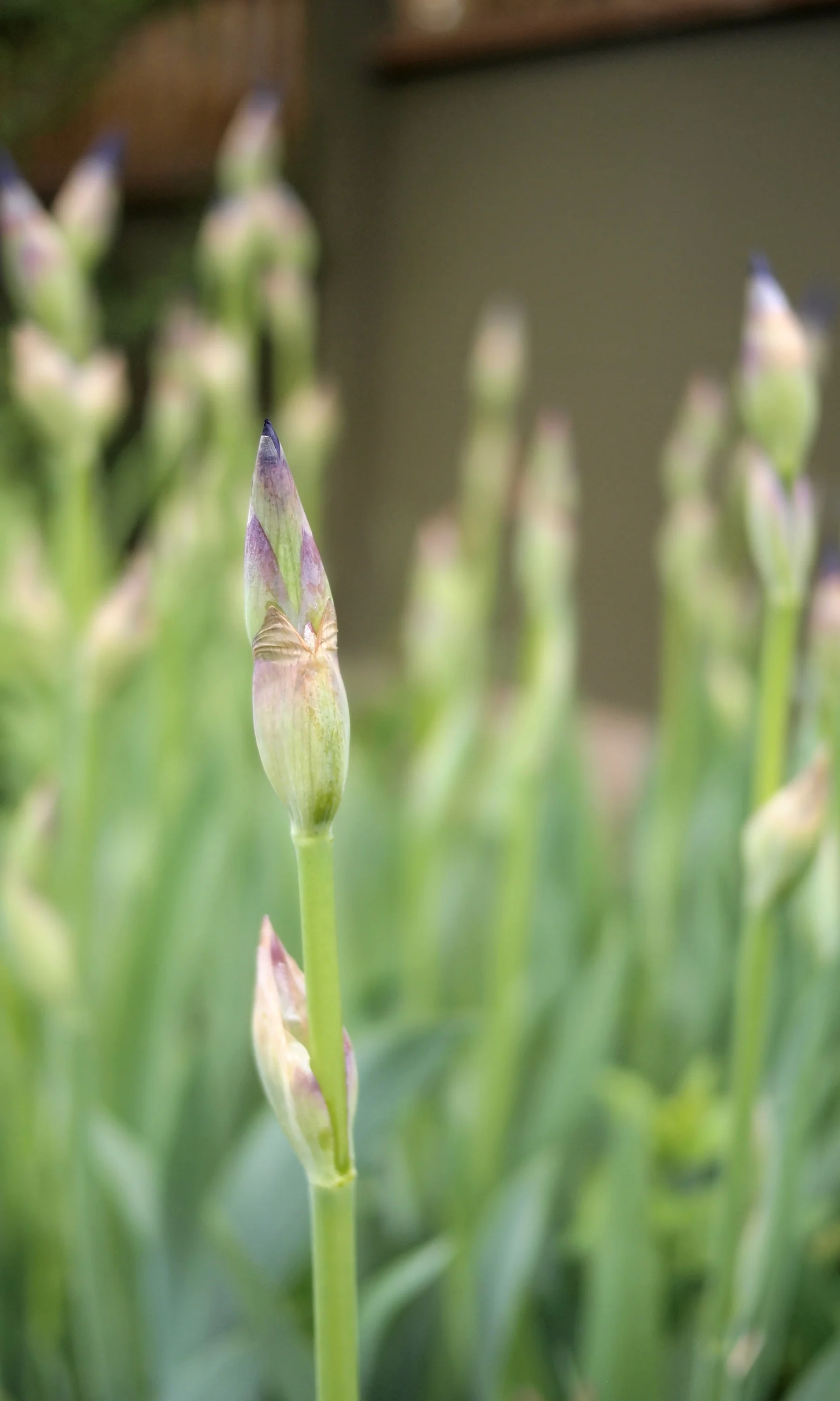 Iris3.jpg