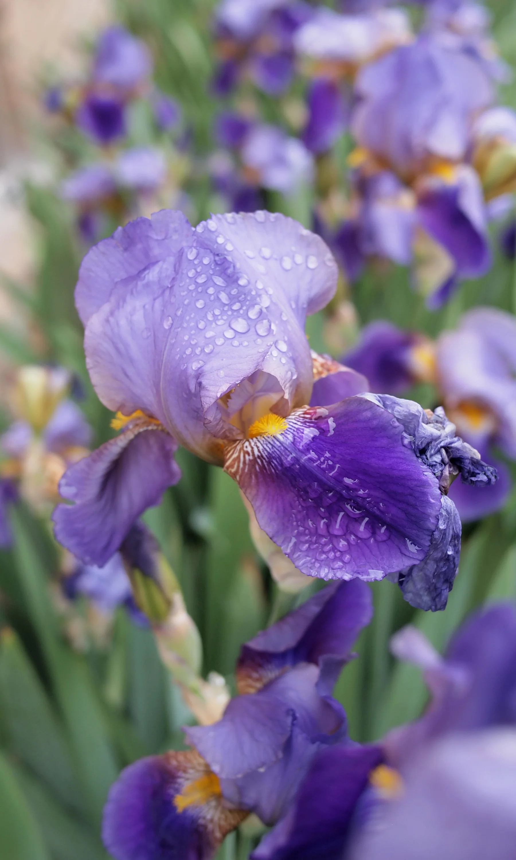 Iris2.jpg