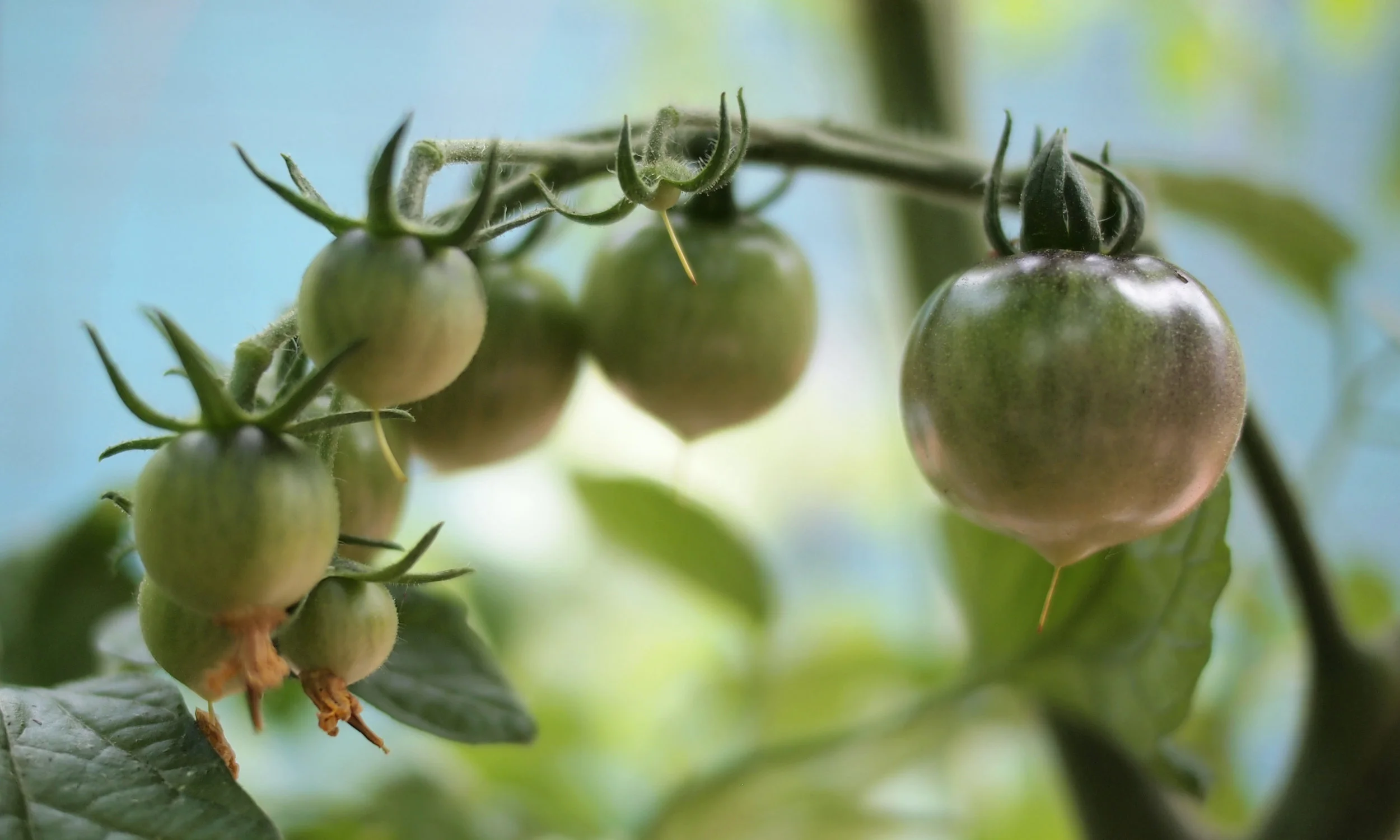 Tomato.jpg