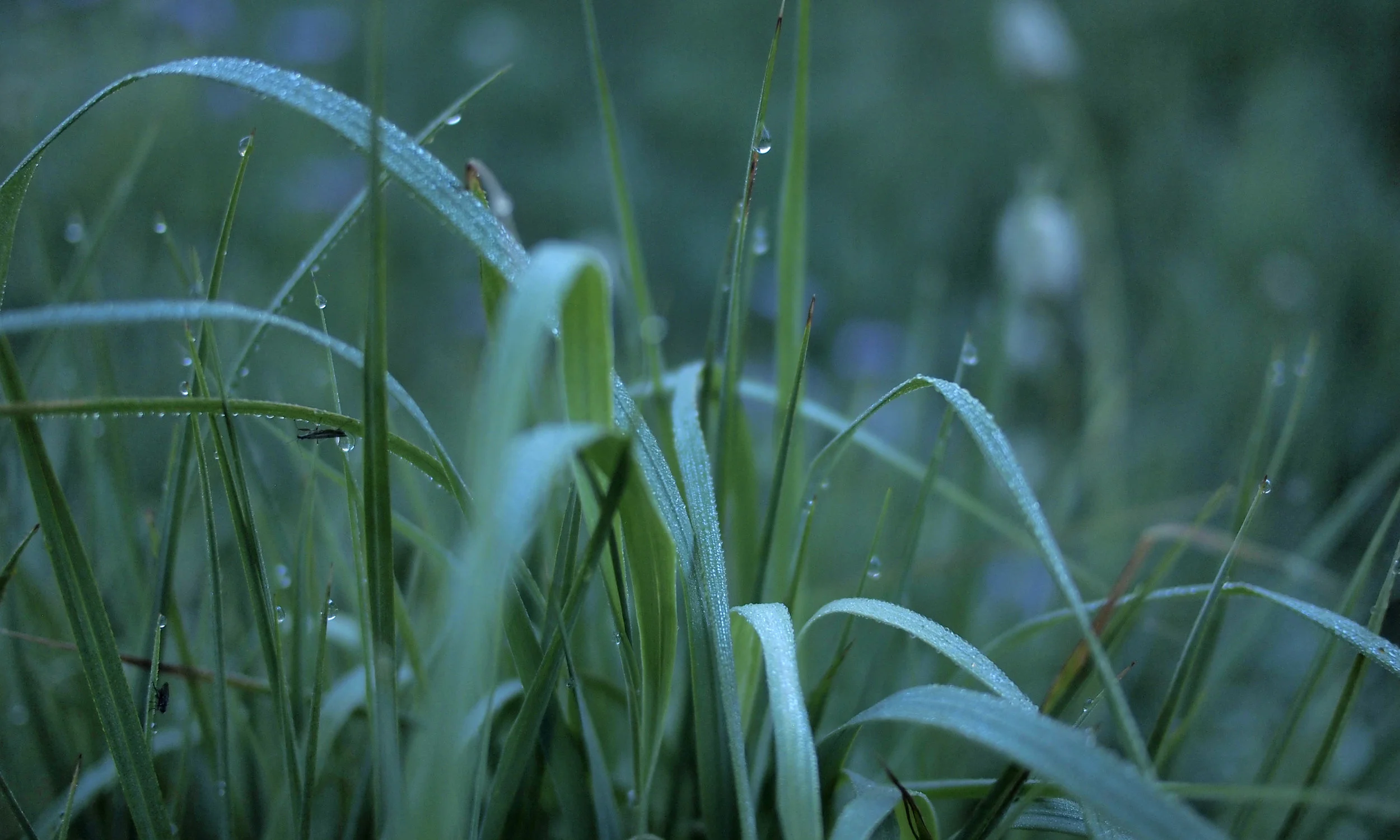 Grass.jpg
