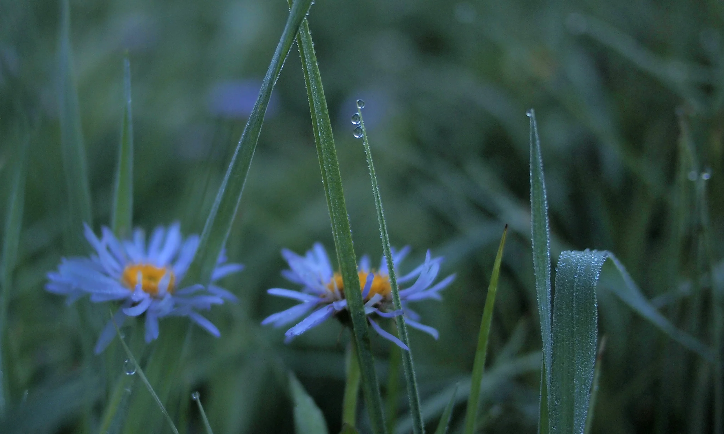 Grass2.jpg