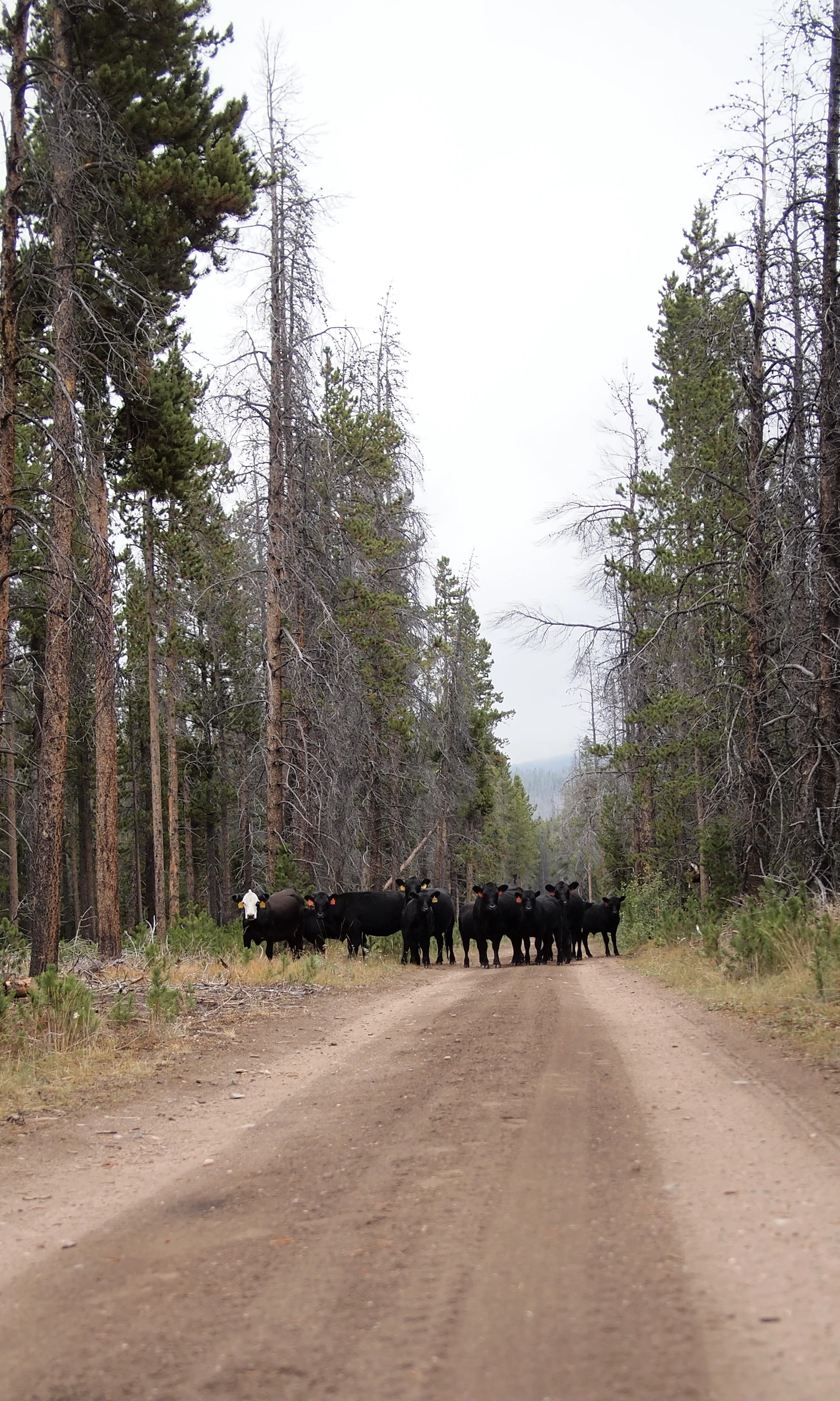 Cows.jpg