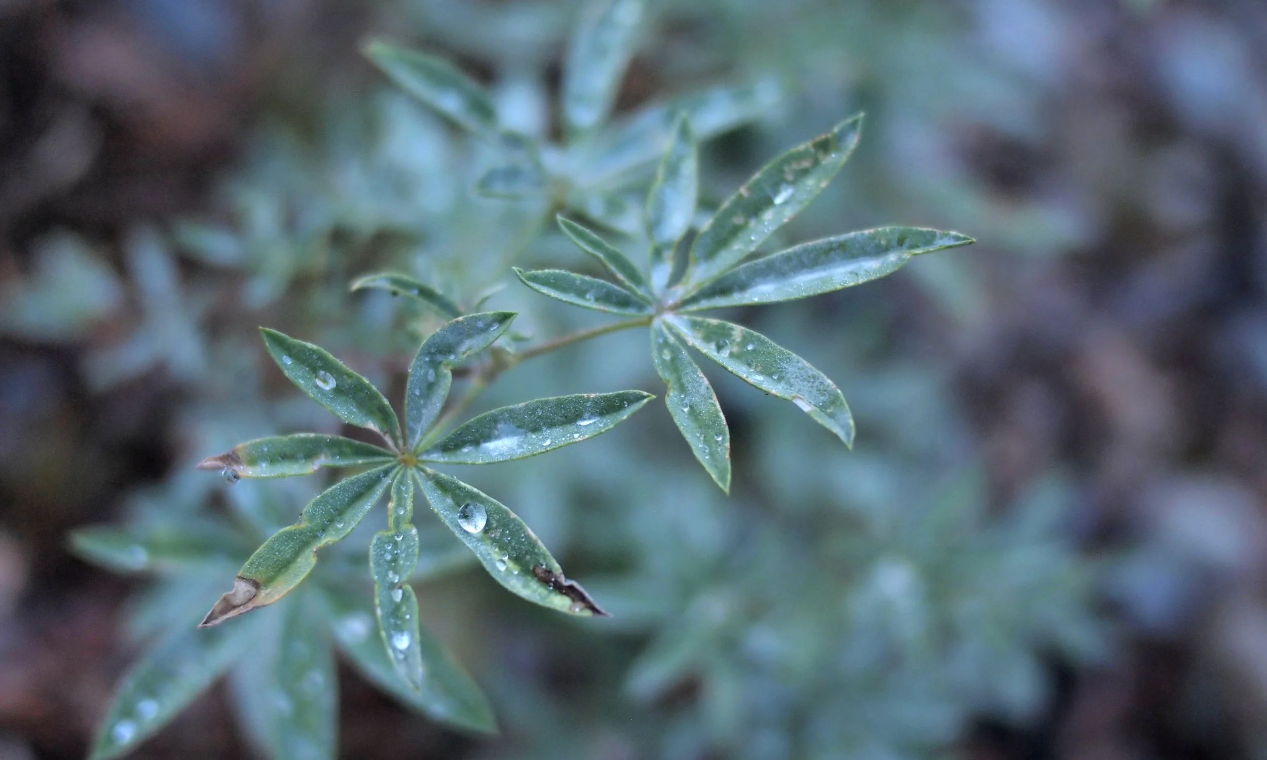Lupine.jpg