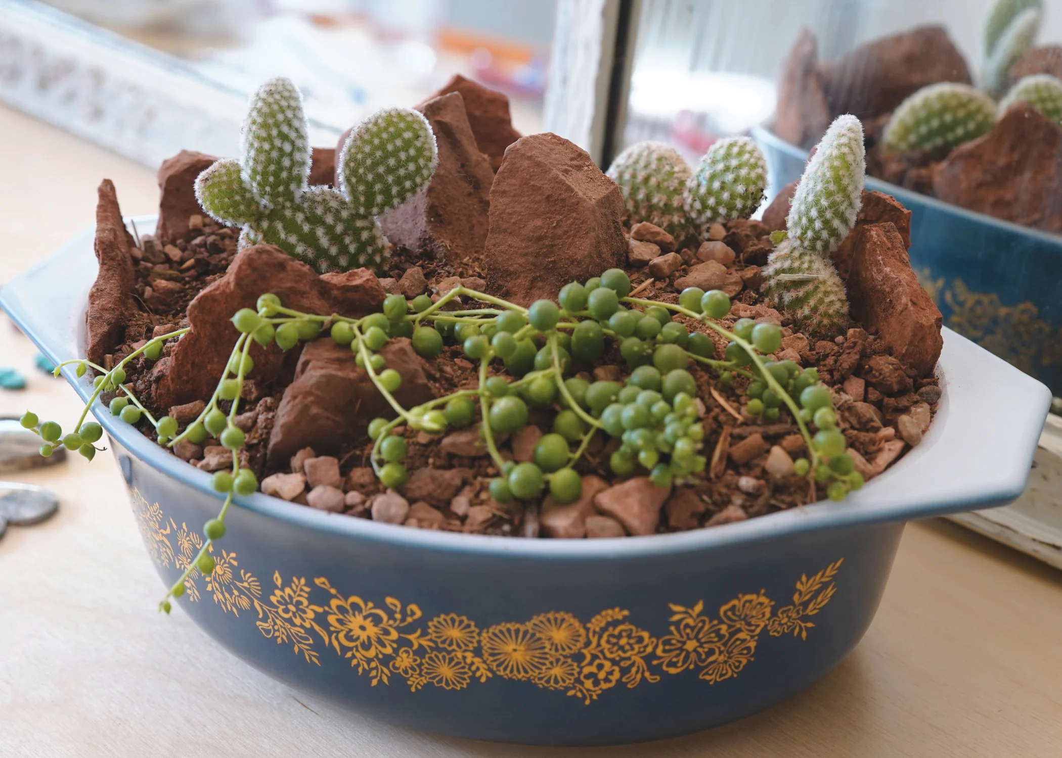 Cactus2.jpg
