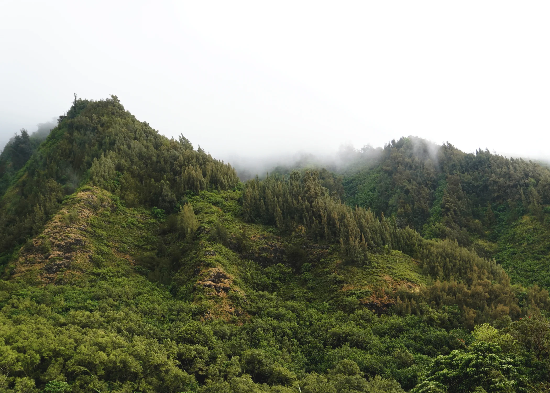 Green.jpg