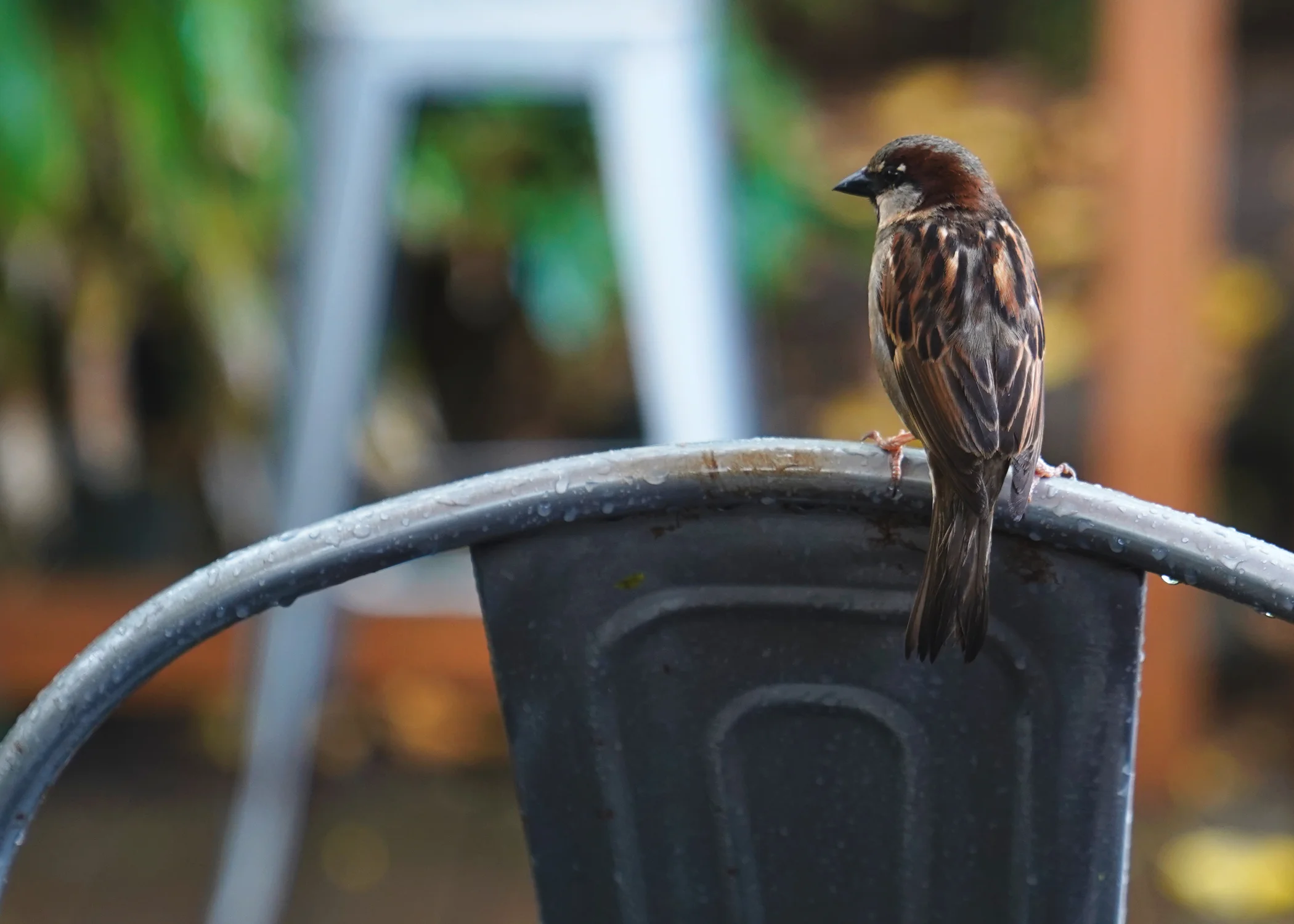 Bird.jpg