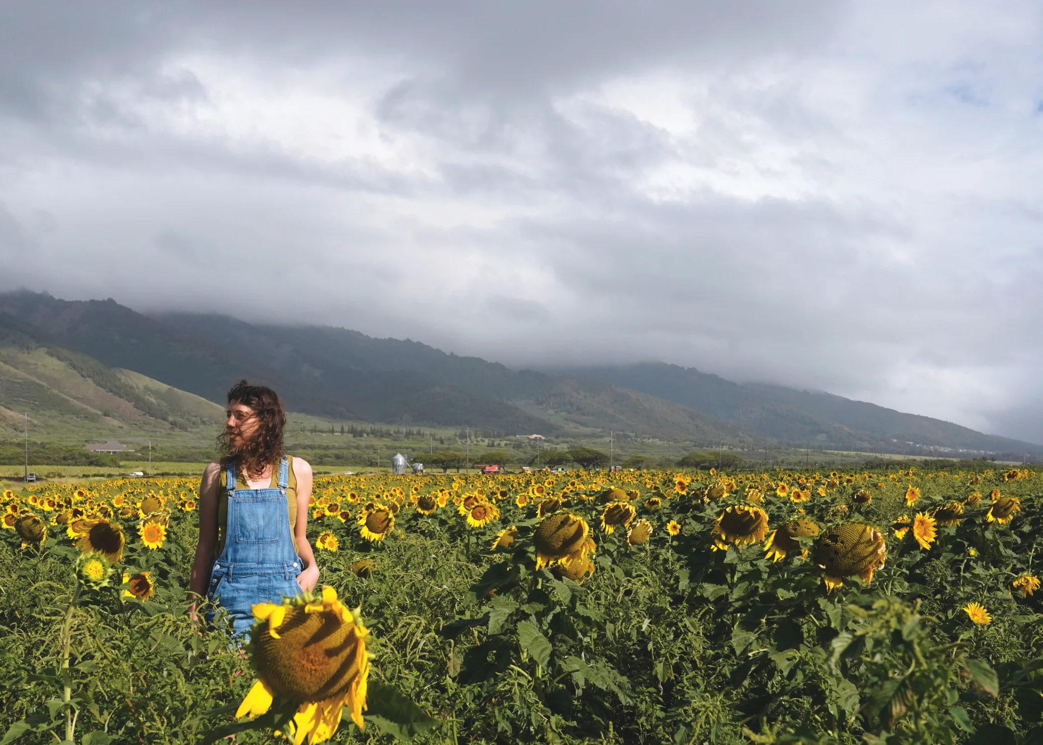Sunflower.jpg