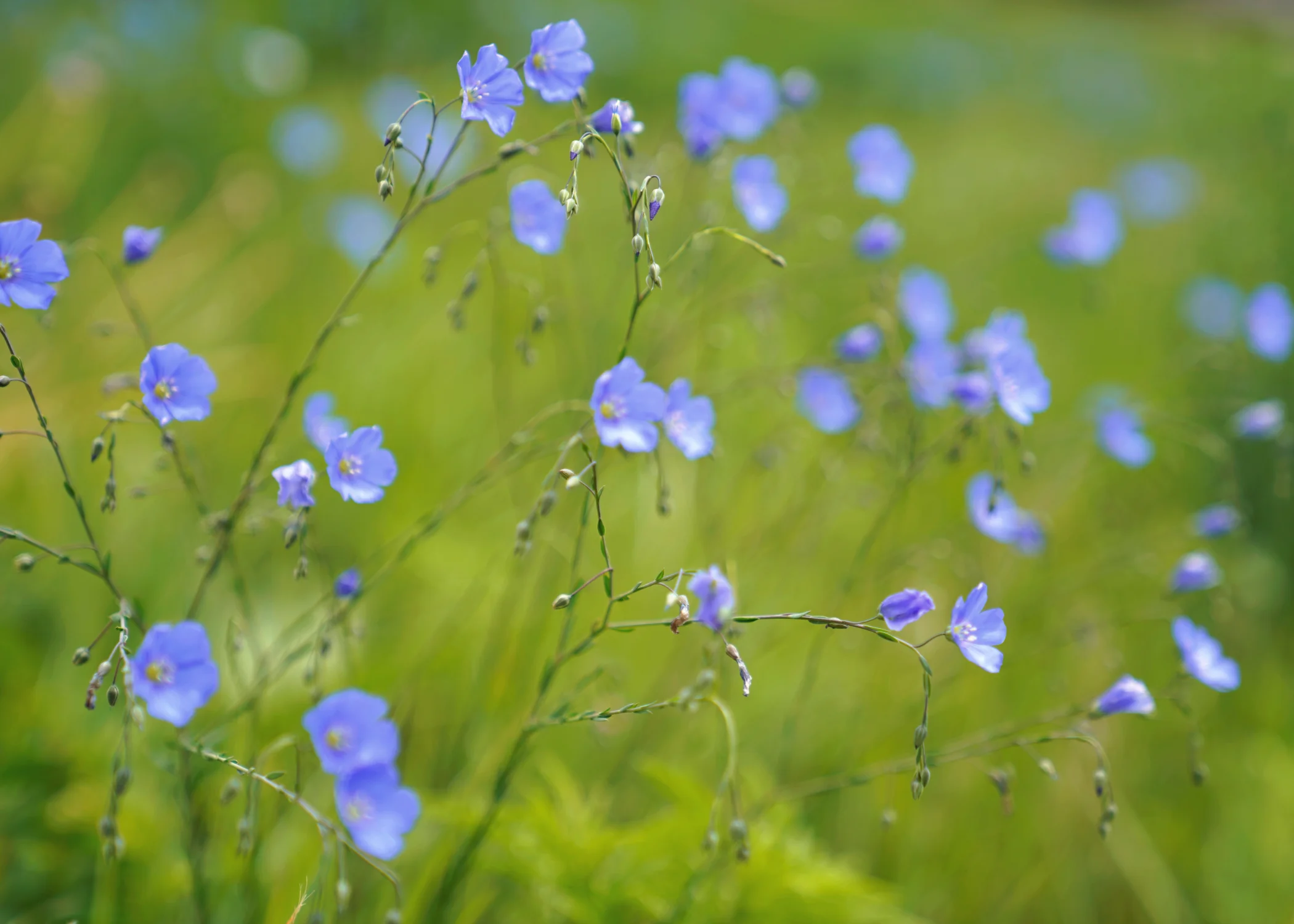 Flax.jpg