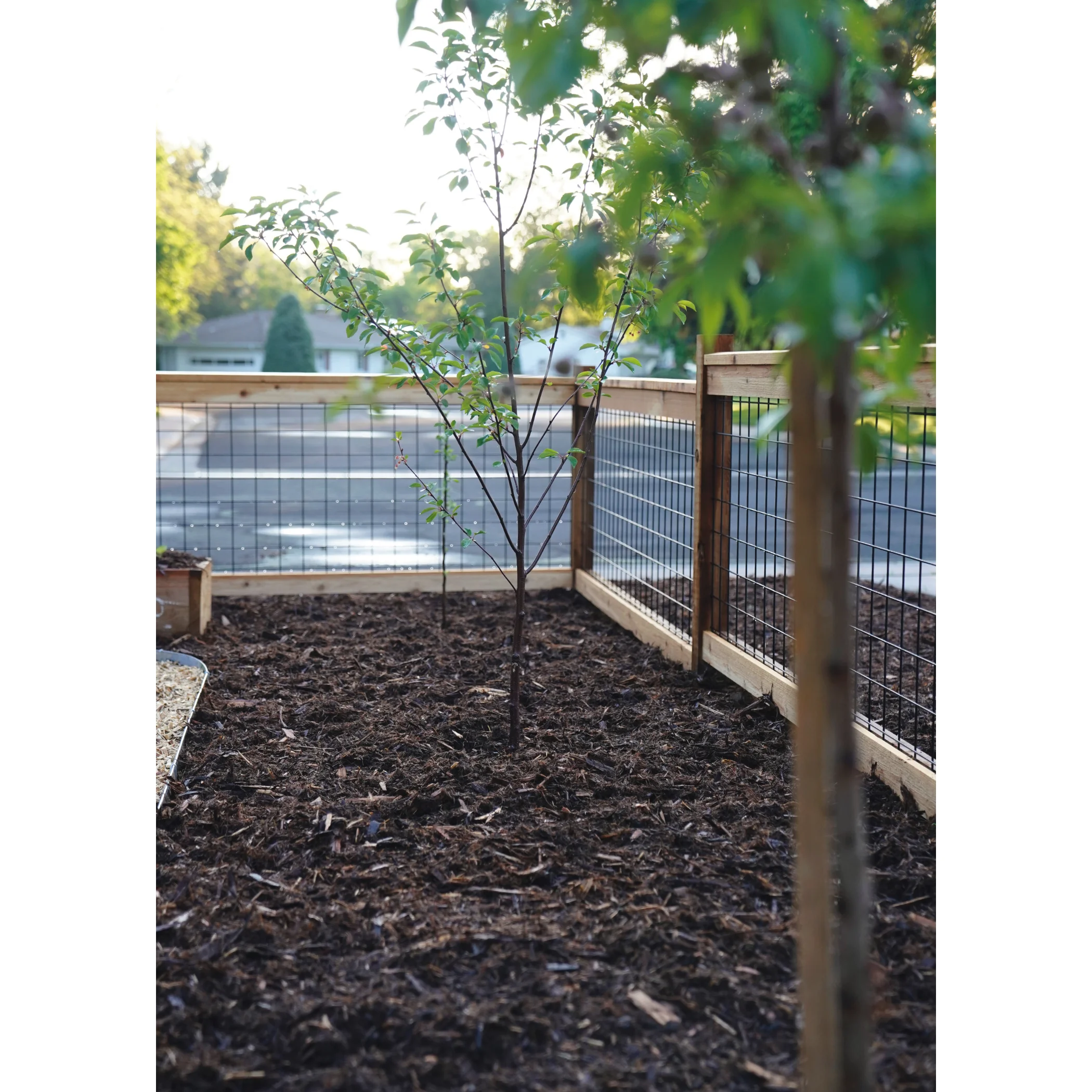 Trees.jpg