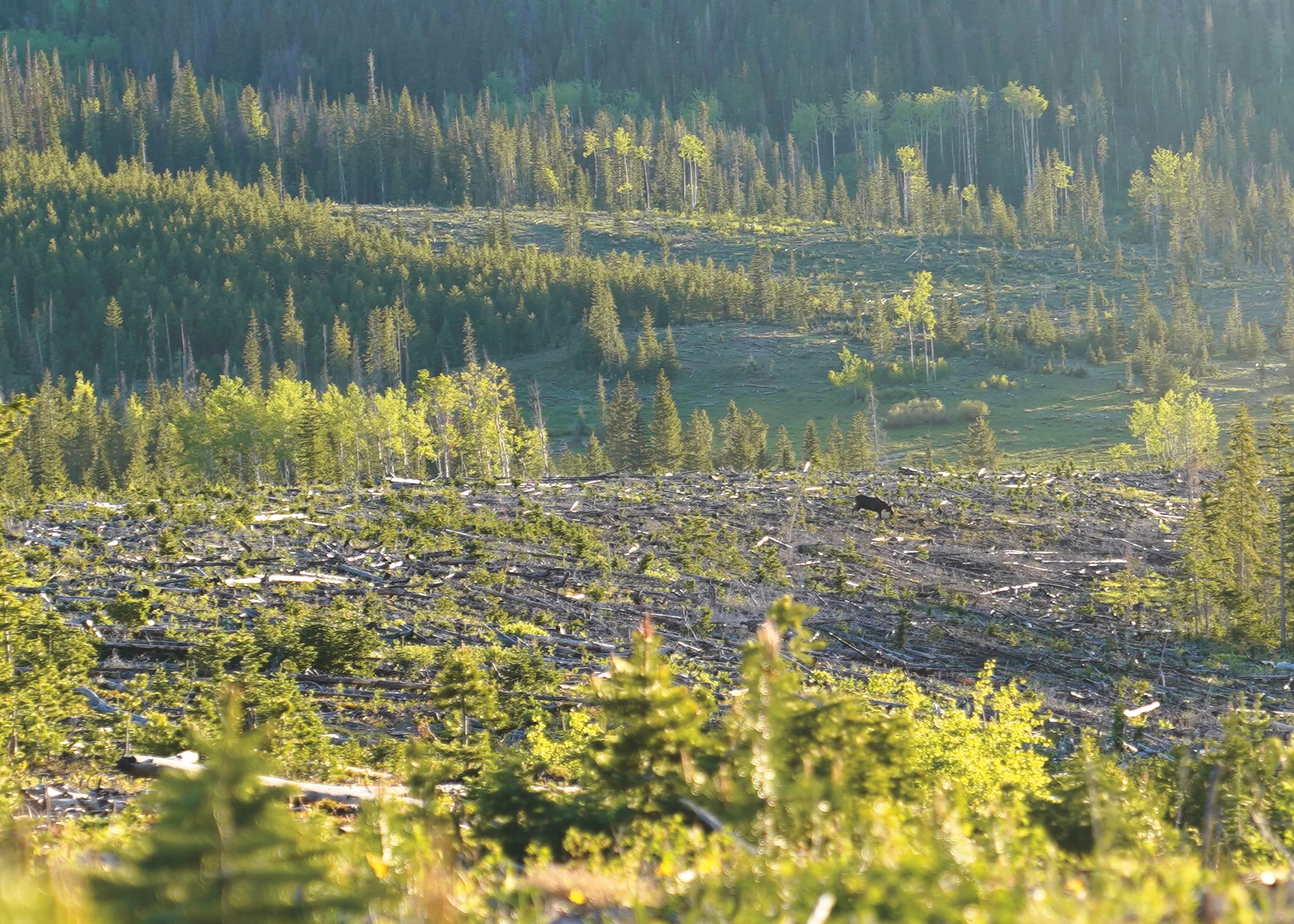 Moose1.jpg