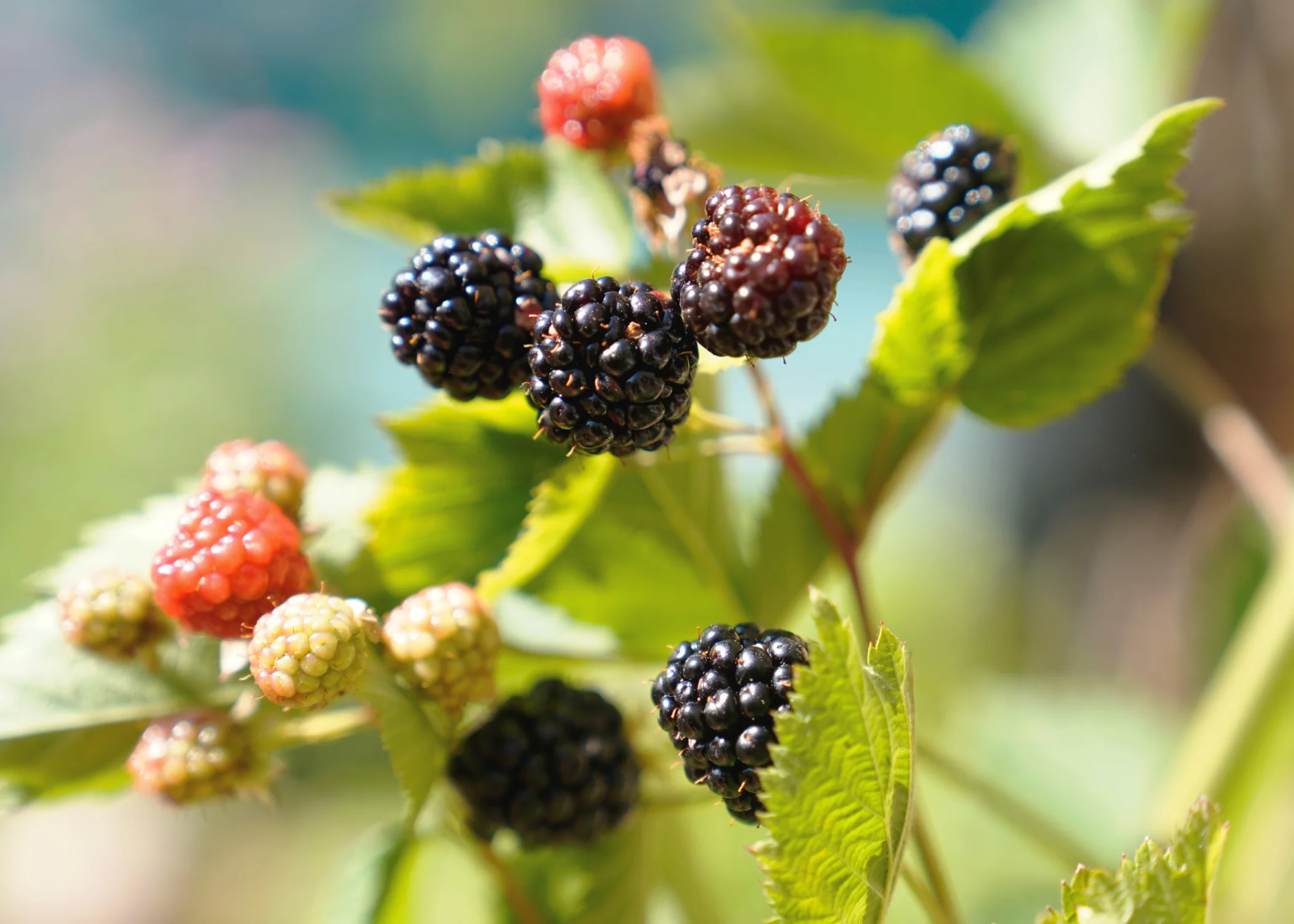 berries.jpg