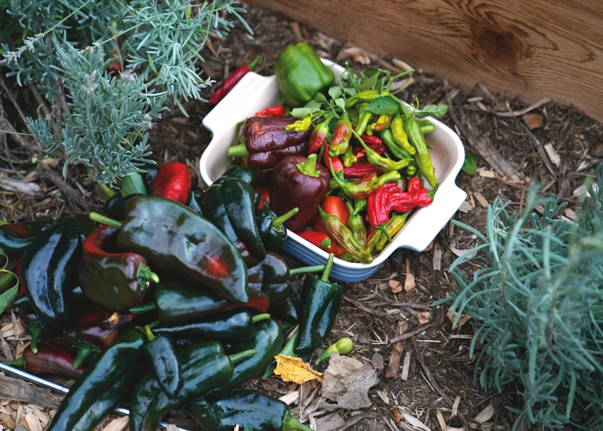 peppers.jpg