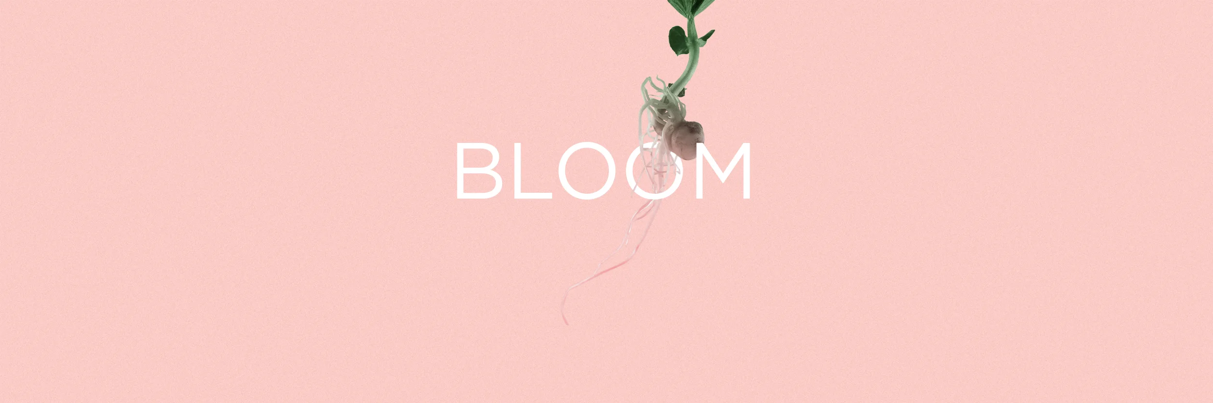 bloom.jpg