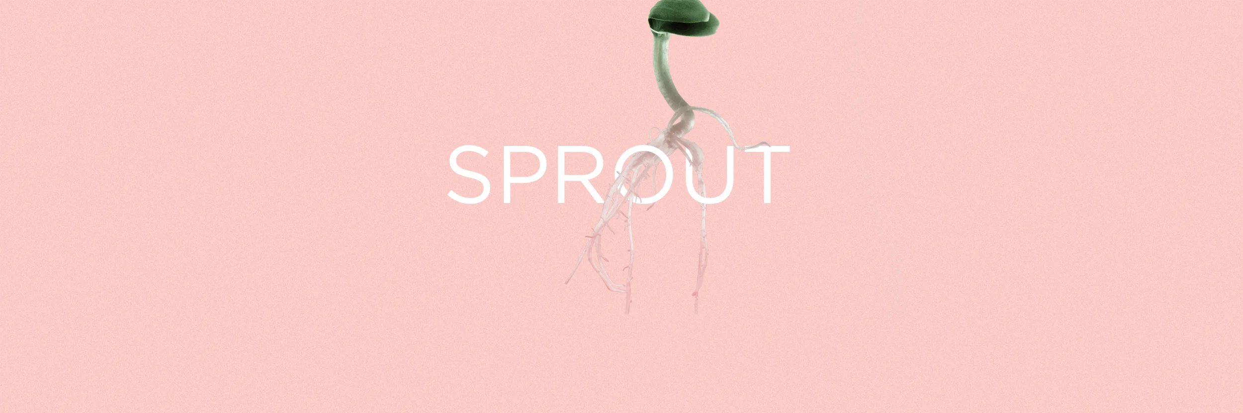 sprout.jpg