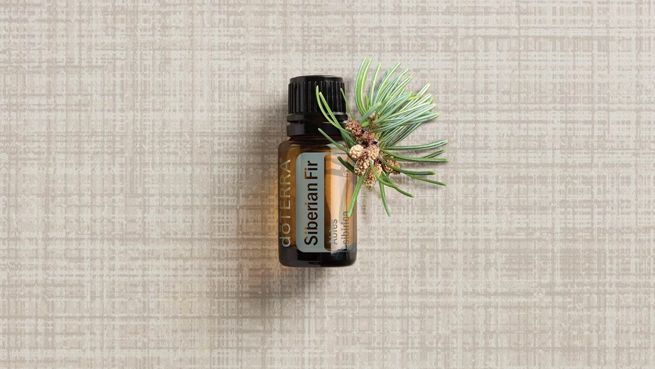 Siberian Fir Spotlight.jpg