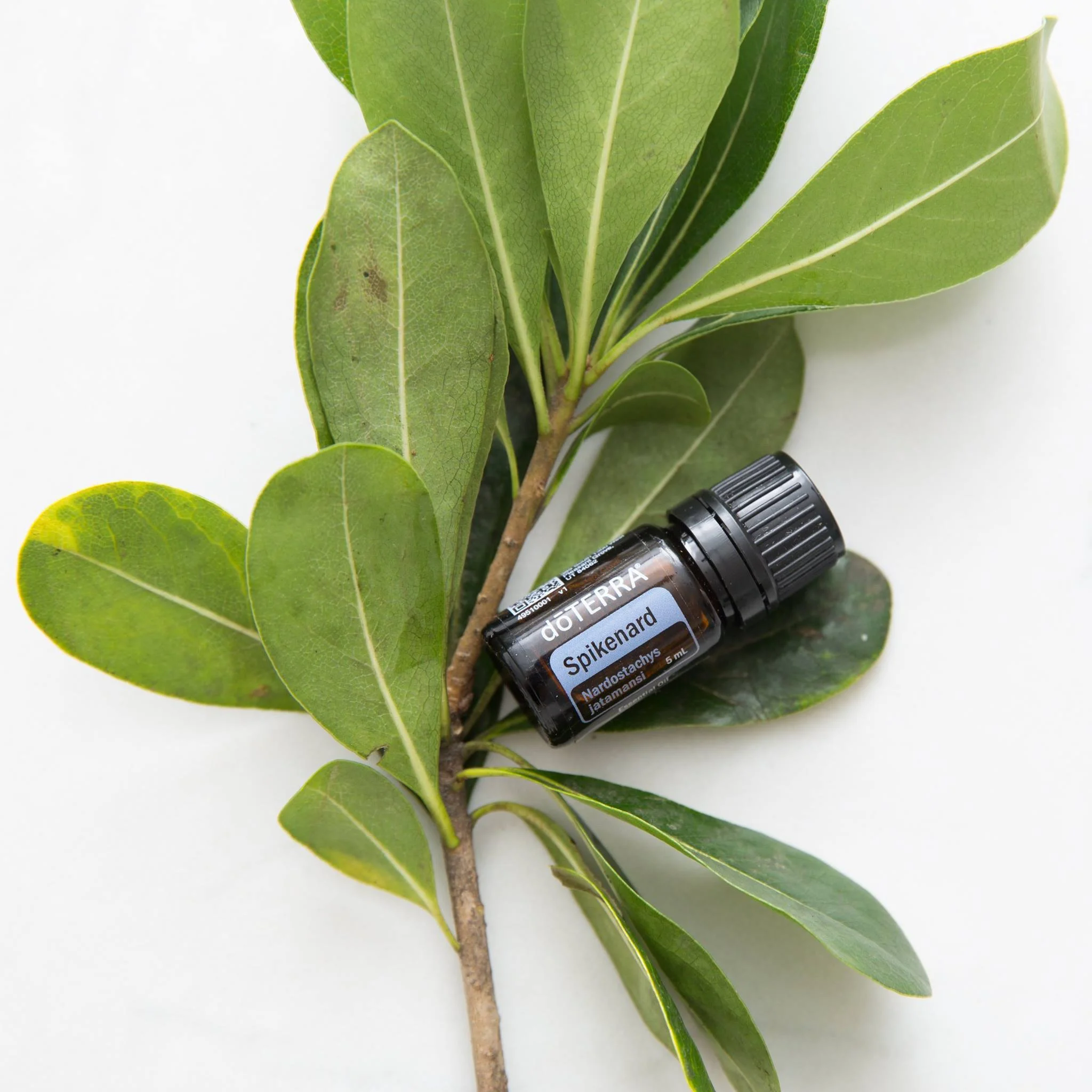doTERRA Spikenard.jpg