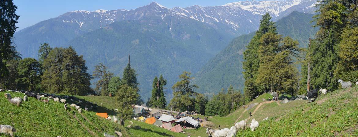 Our Basecamp Above Vashisht
