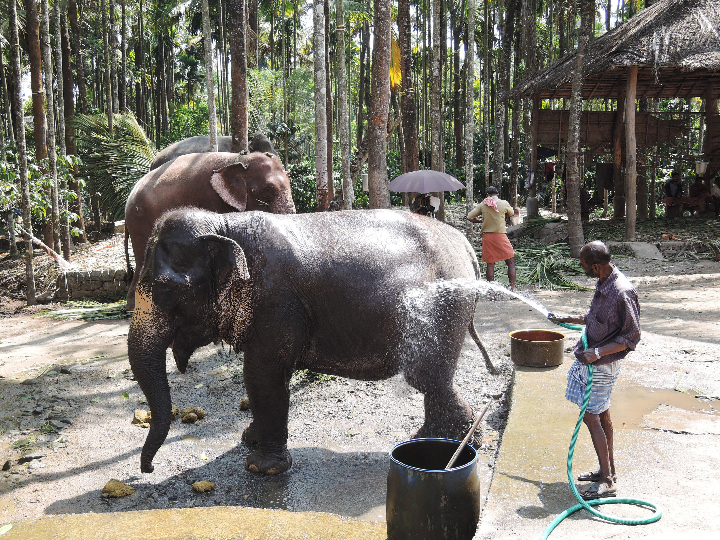 elephant.jpg