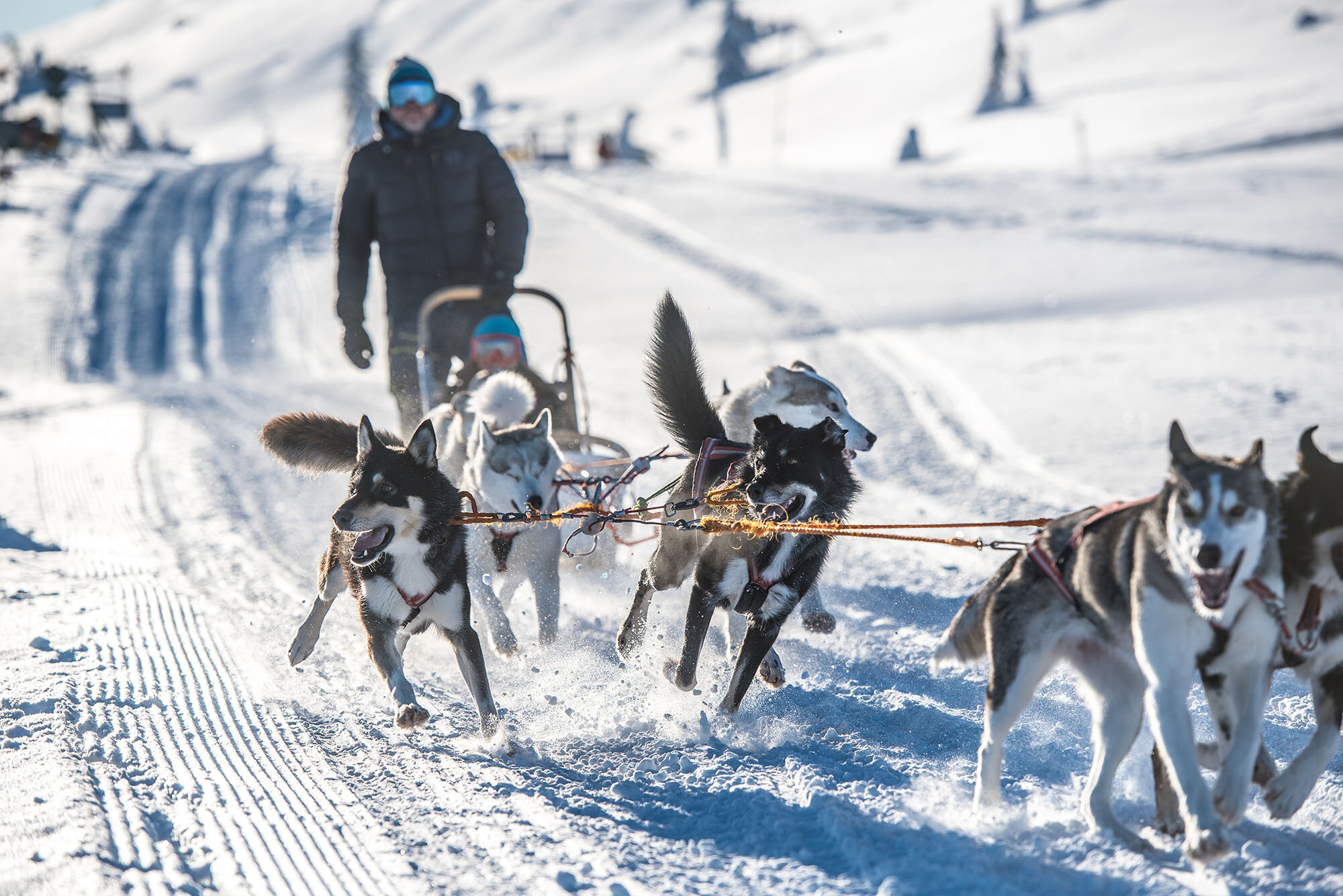 fjälläventyr hundspann Sälen1.jpg