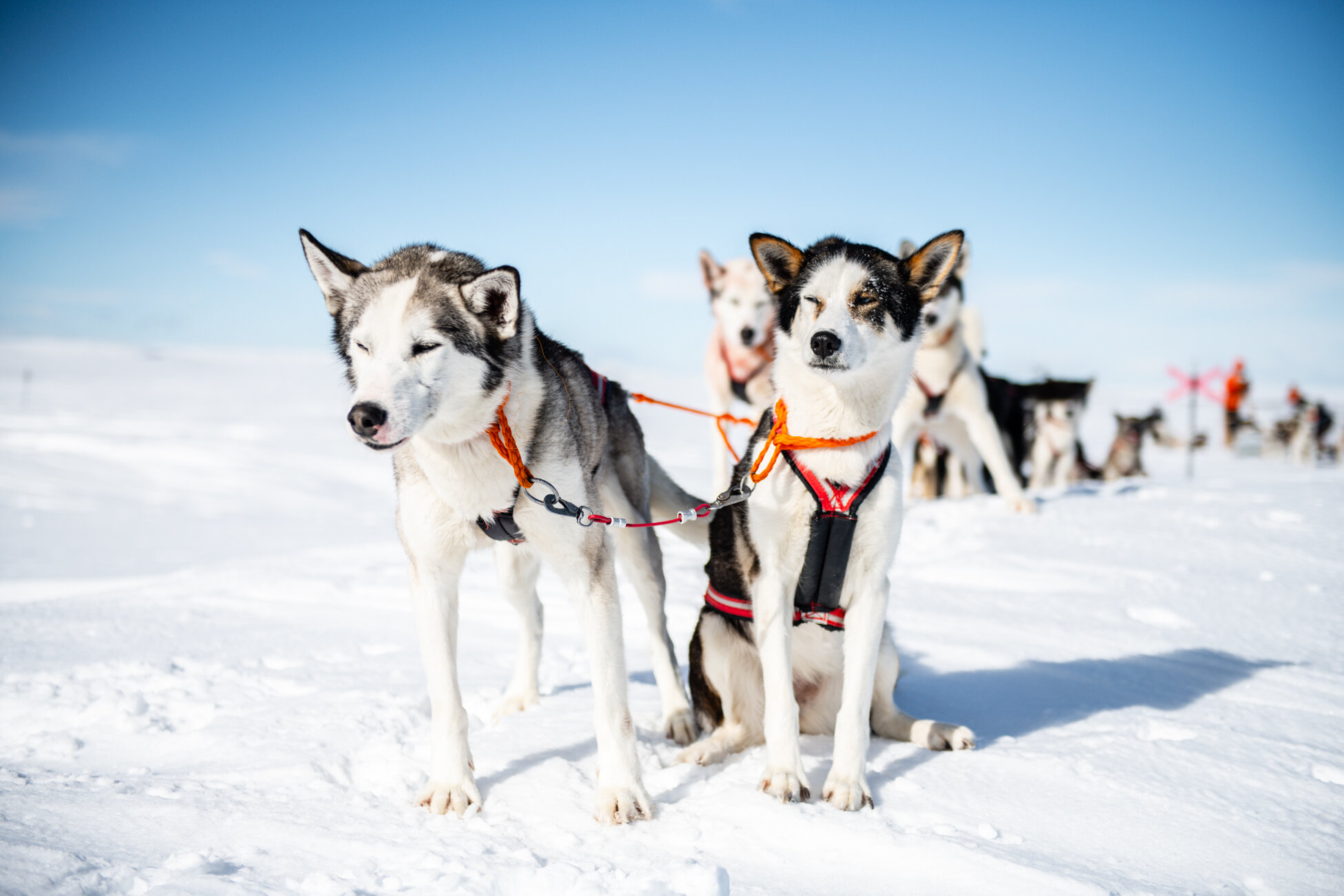 fjälläventyr hundspann Sälen4.jpg