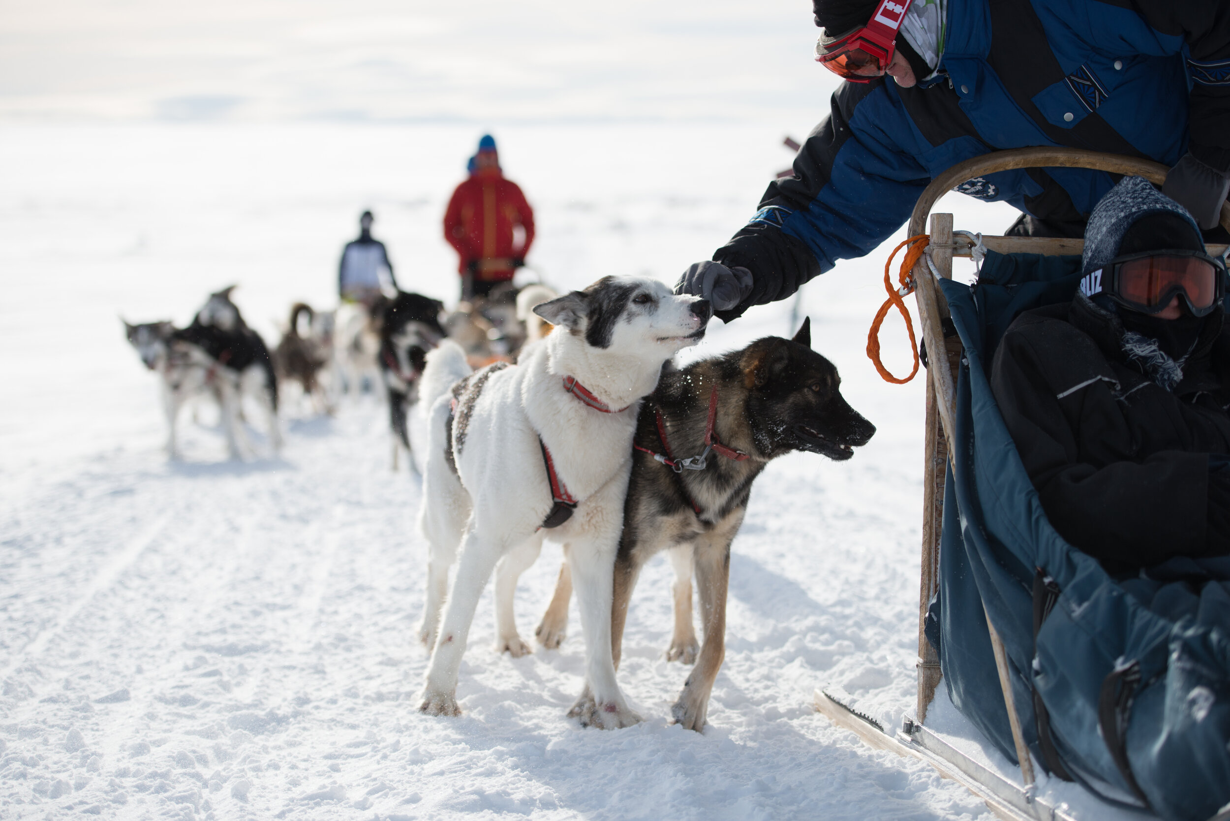 CM_Fulufjäll_2018_D800-110.jpg