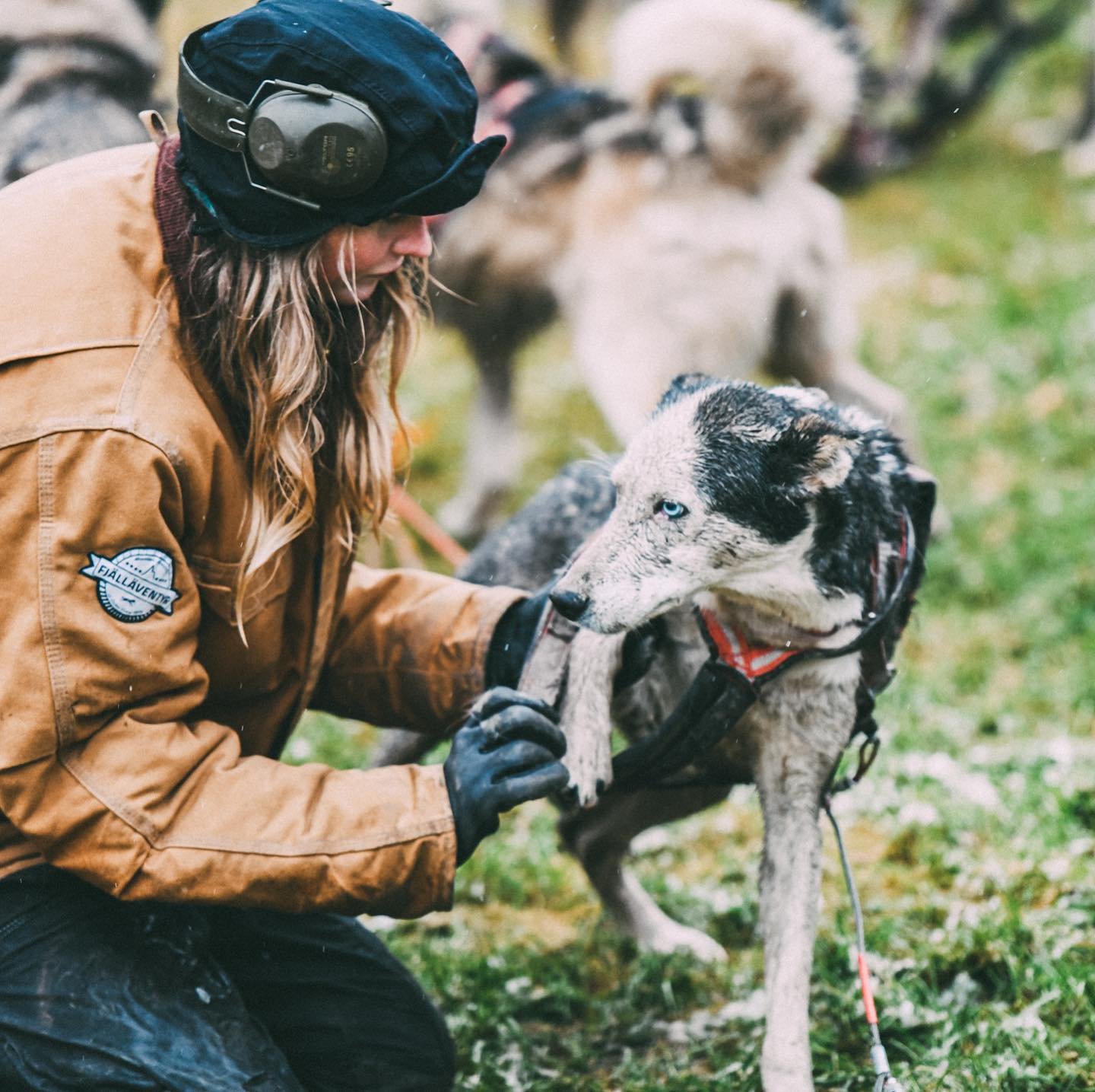 Hundträning4.jpg