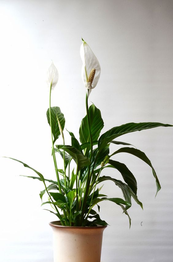 peace lily.jpg