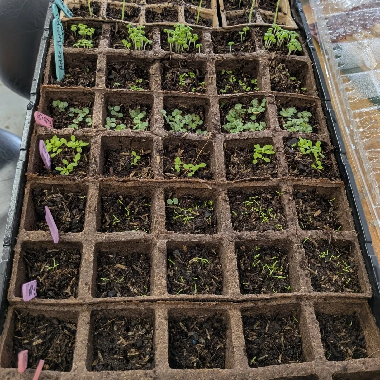 Seed starting for the Natural Dye Garden and the future Eco Art Lab. It's a beautiful day in the neighborhood  in NP Sculpture 🌱