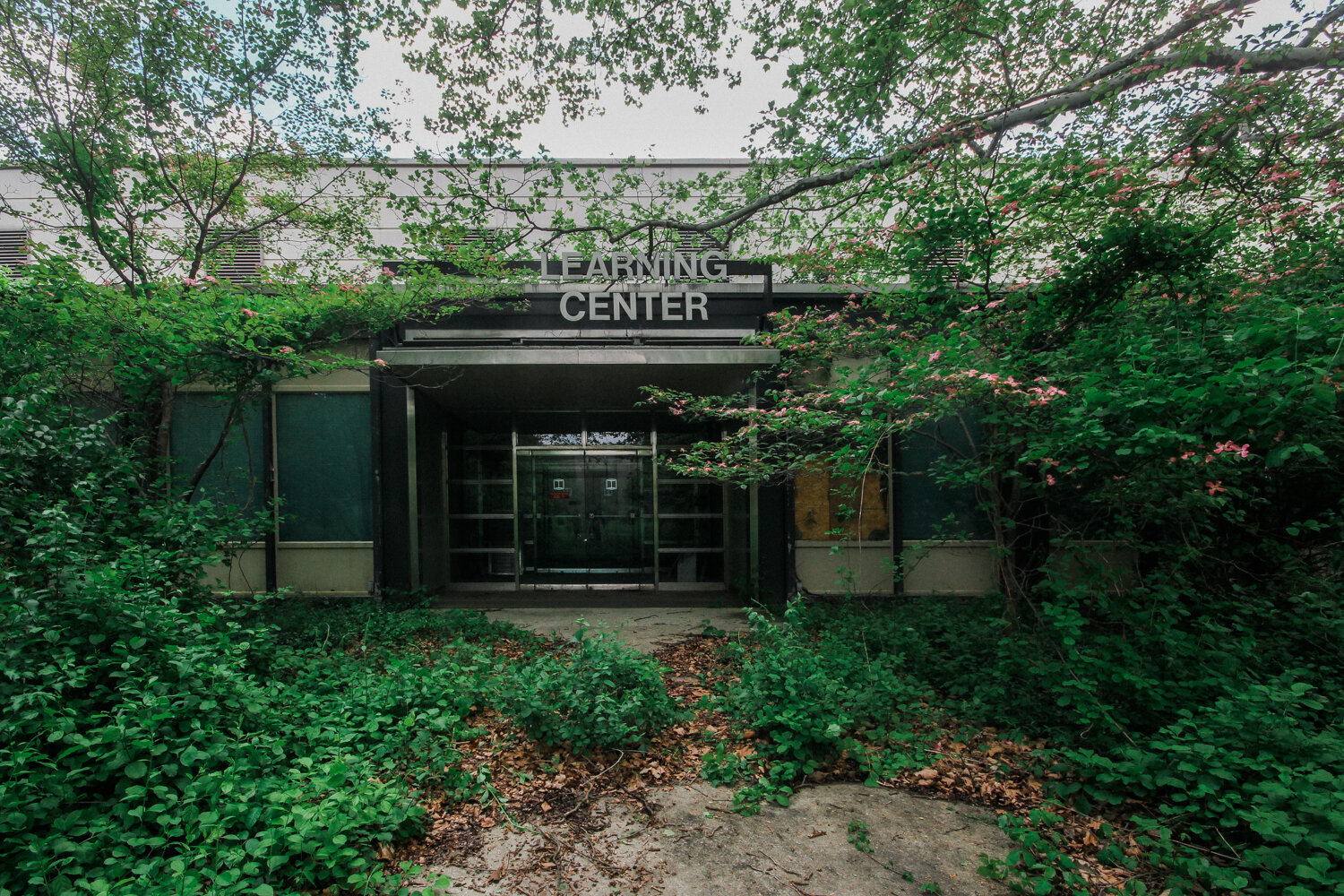  The overgrown entrance to what once was the printery. 