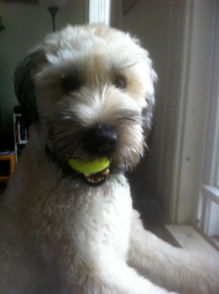 A young wheaten terrier looks out the window with a tennis ball in its mouth.