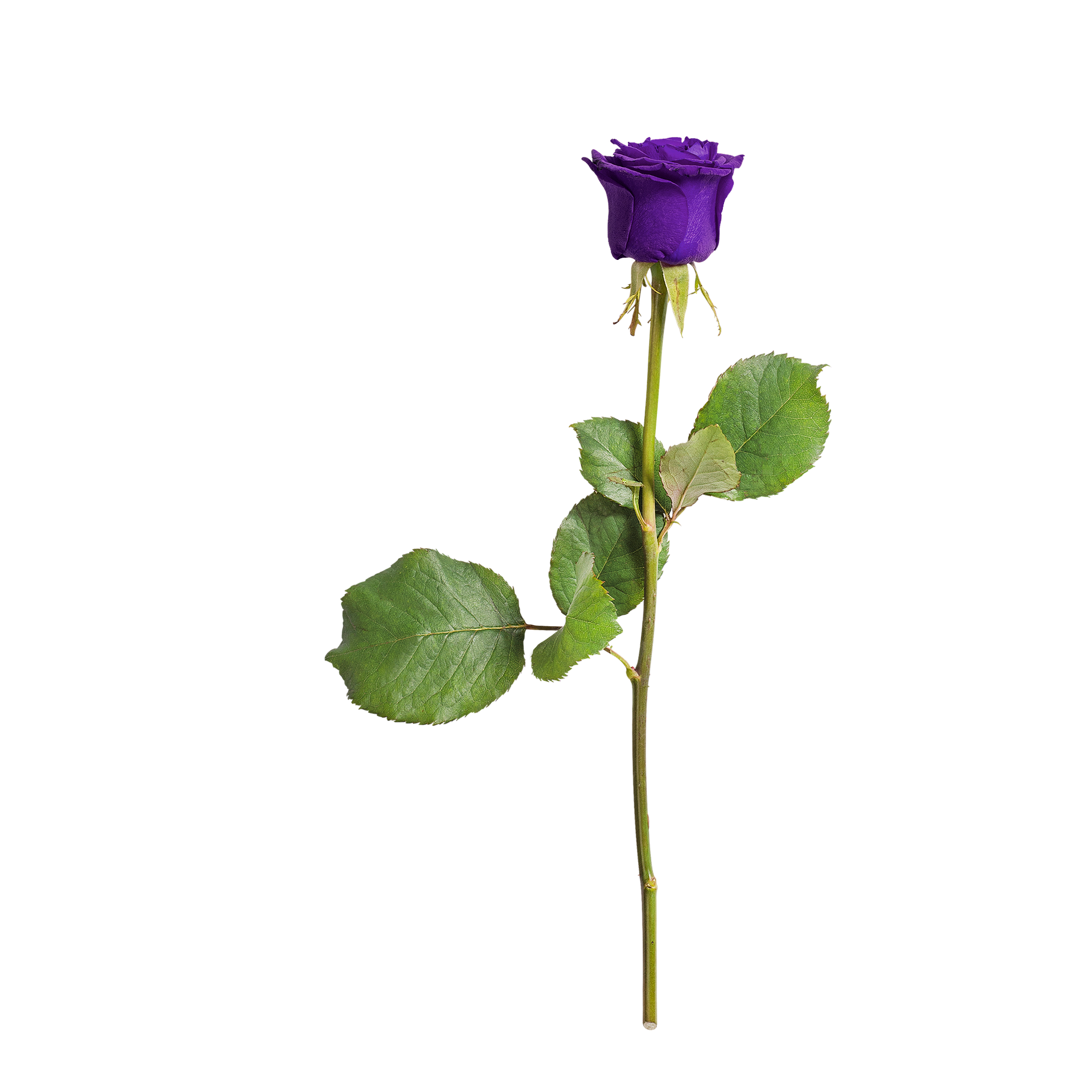 rose-3246277_1920.png