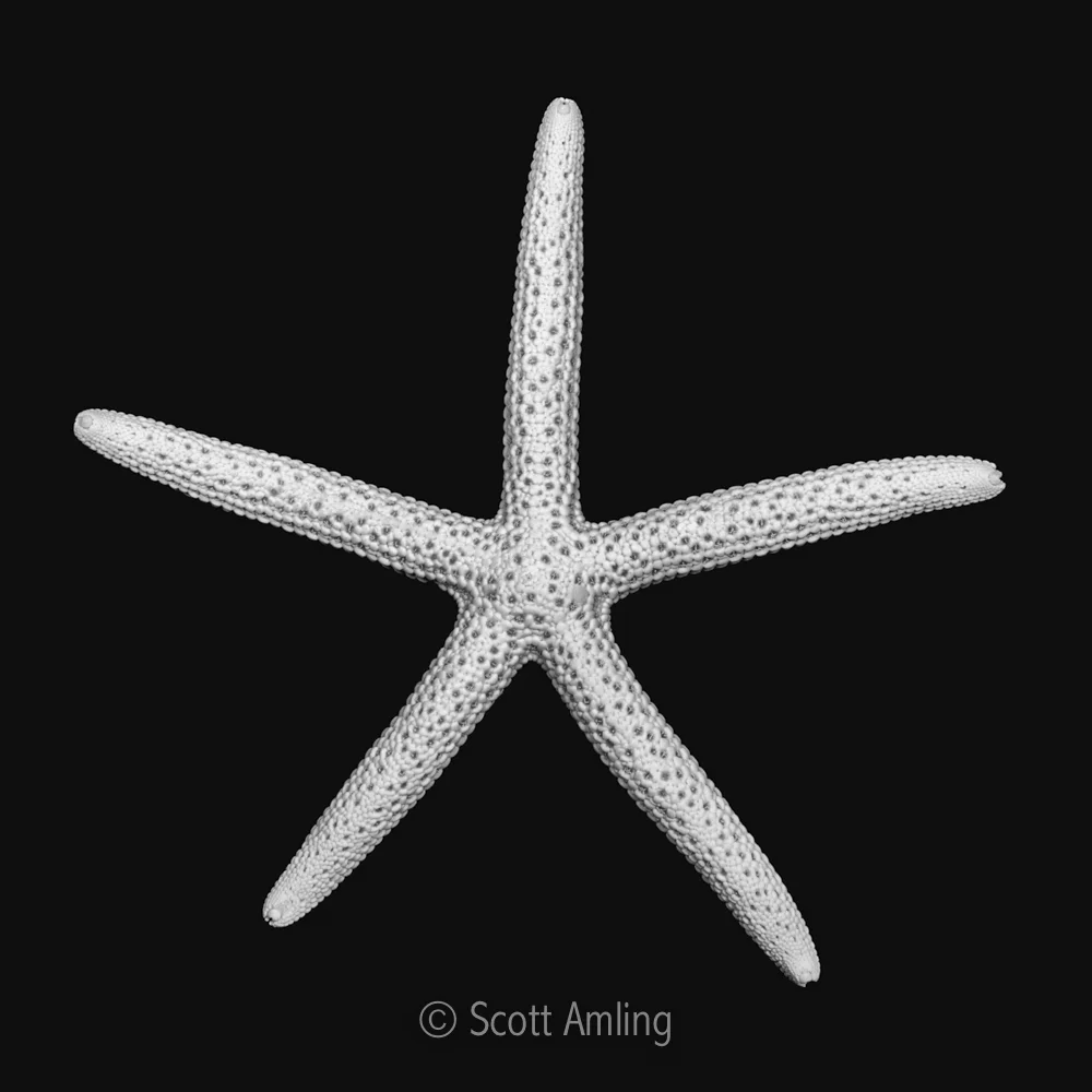 Starfish Shell Shape shells — Scott Amling + photography