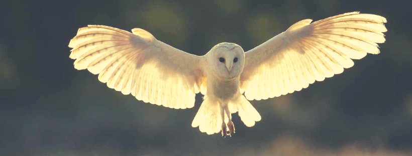 Awakening With Birds: A 3-Day Retreat Experience with Tricia McFarlin and Stuart Nelson