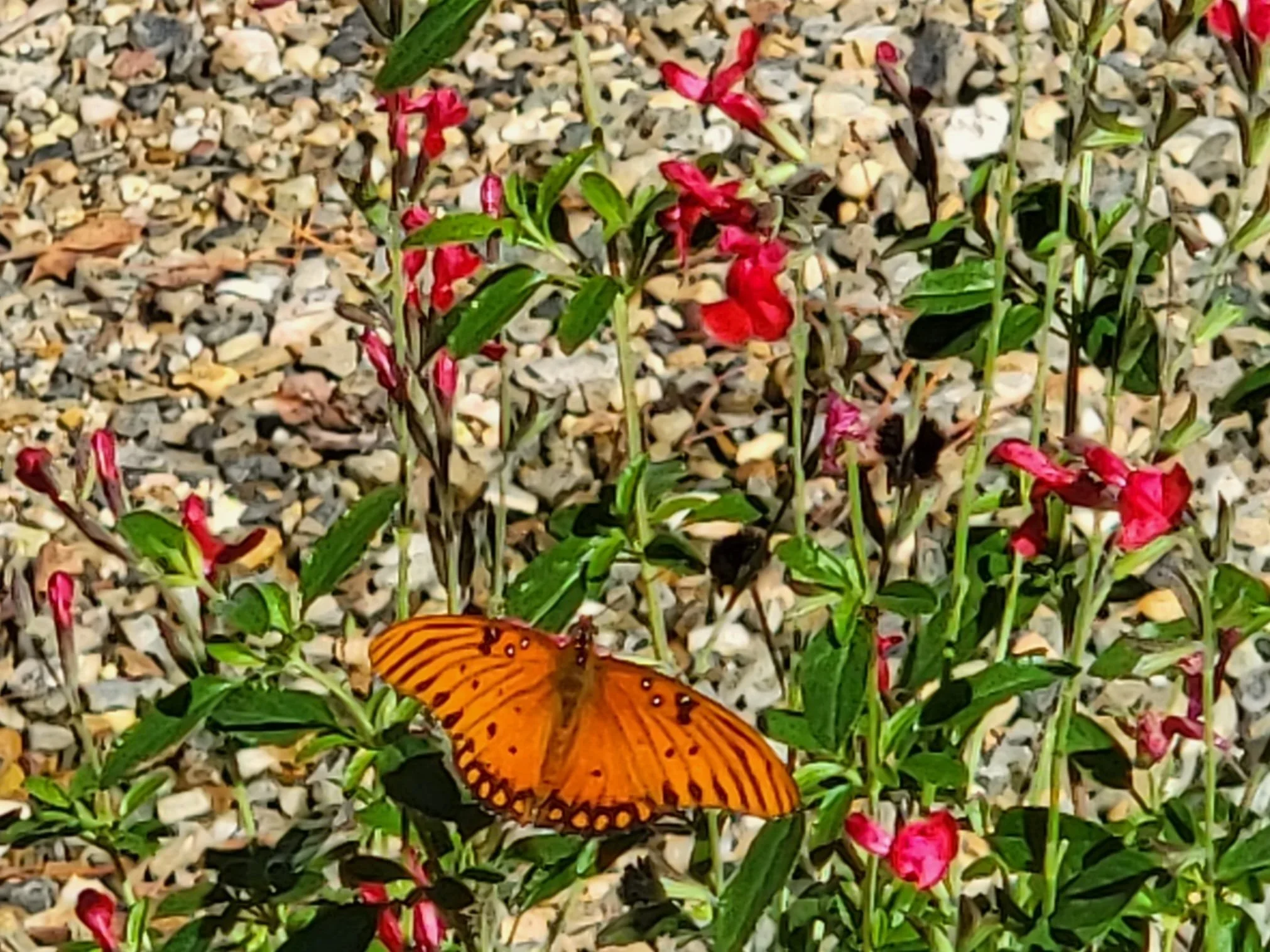 Autumn_Sage_Butterfly.jpg