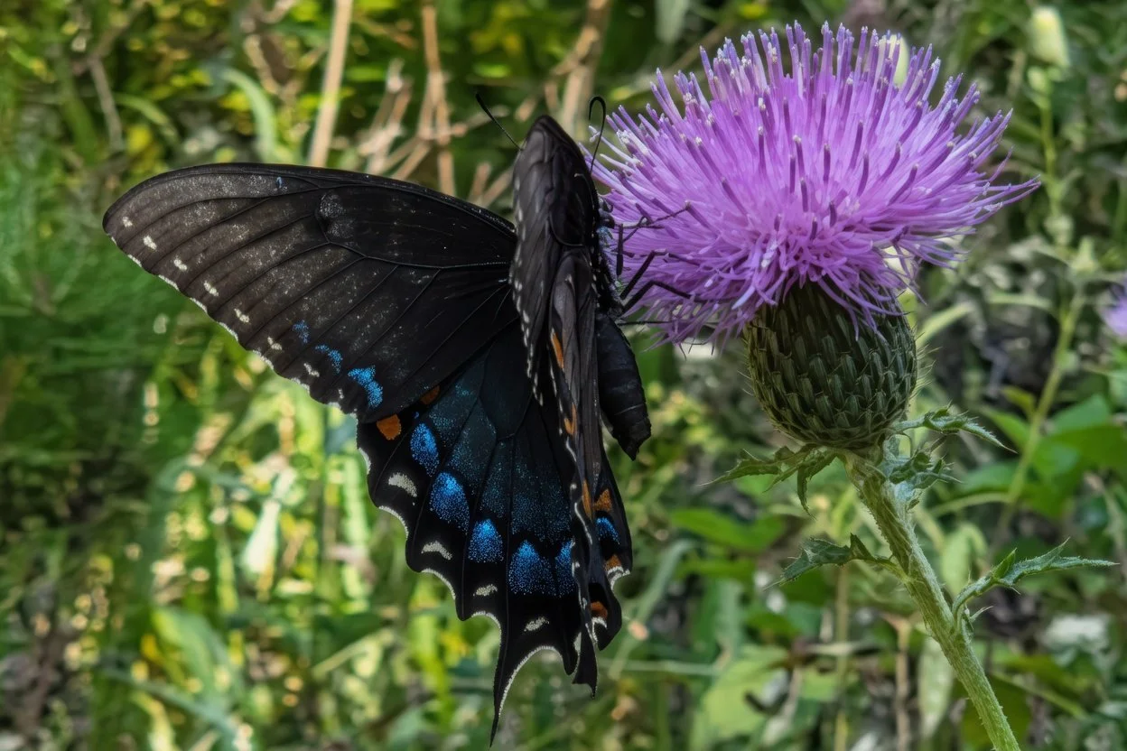 Black Swallowtail_hires.jpg